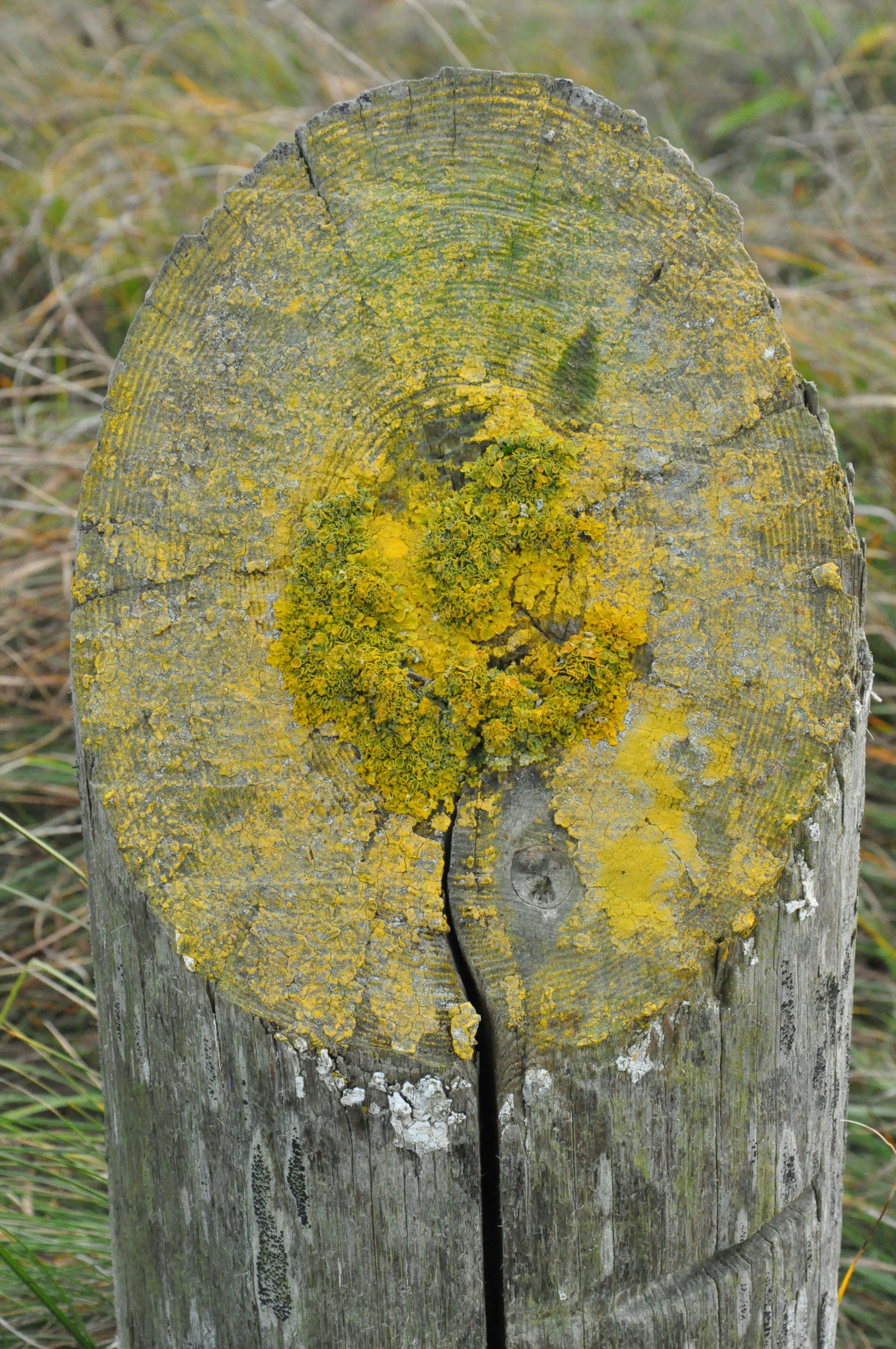 A tree stump with yellow moss growing on it
