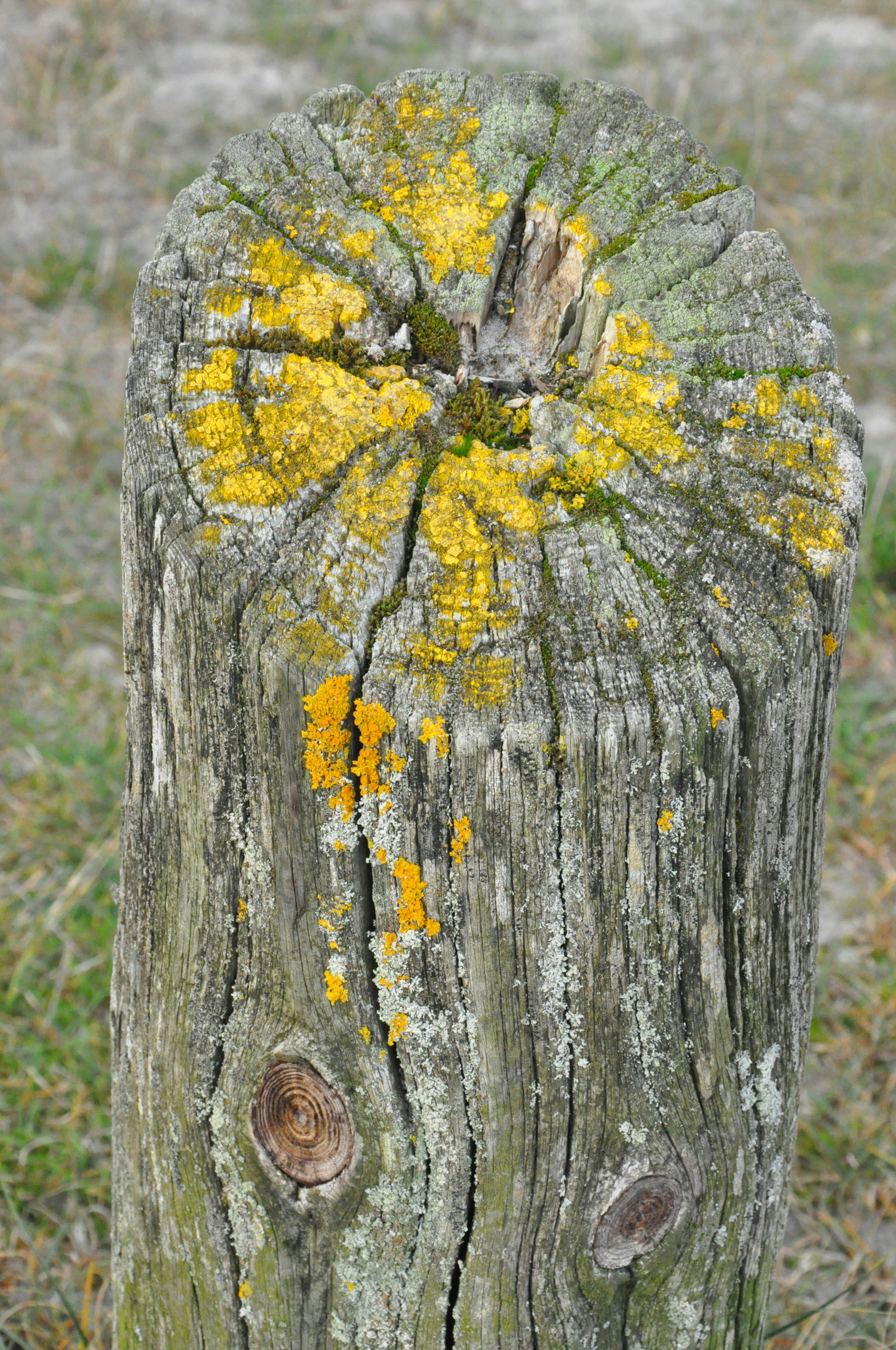 A close up of a tree stump with moss growing on it