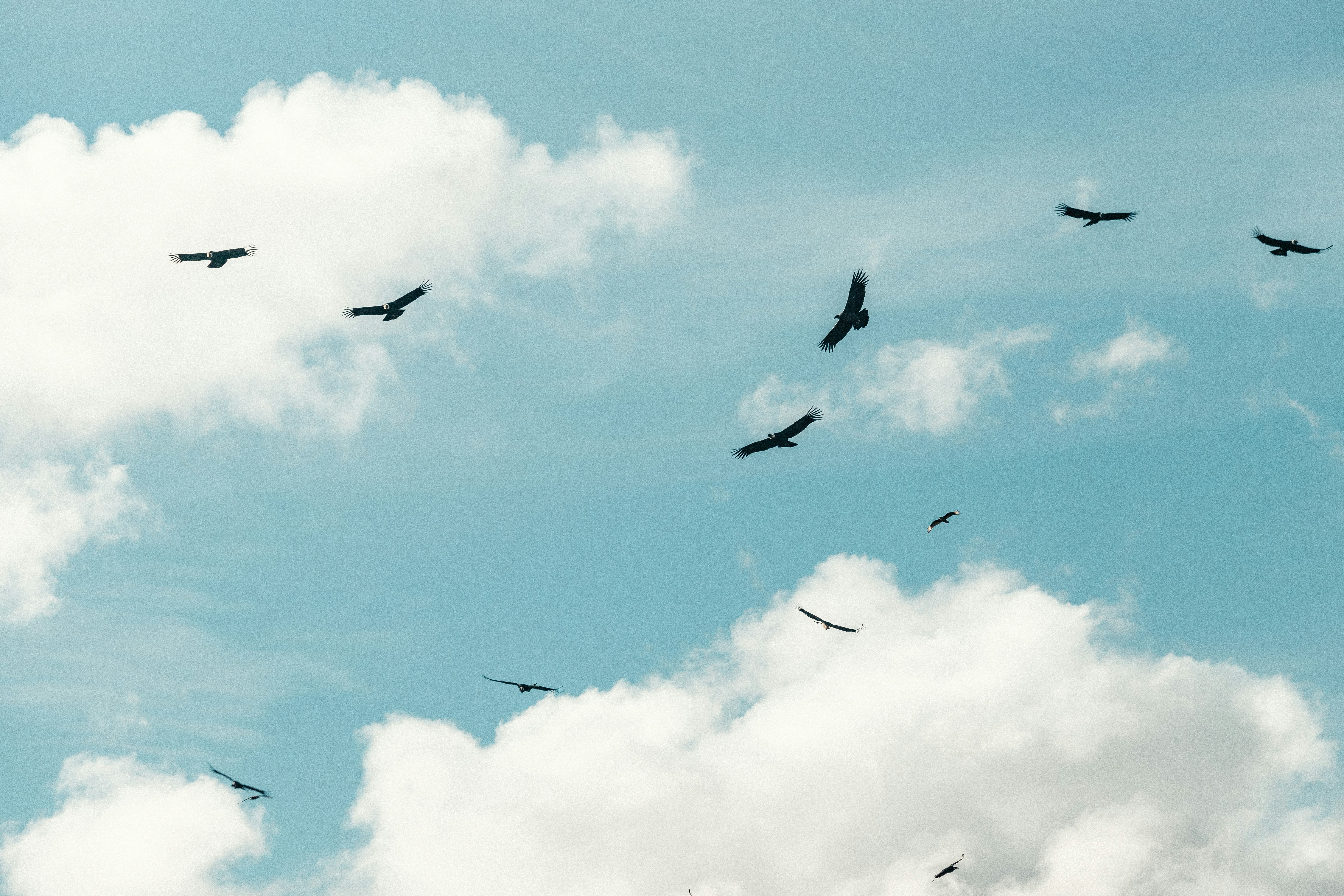 Thời gian tựa cánh chim bay