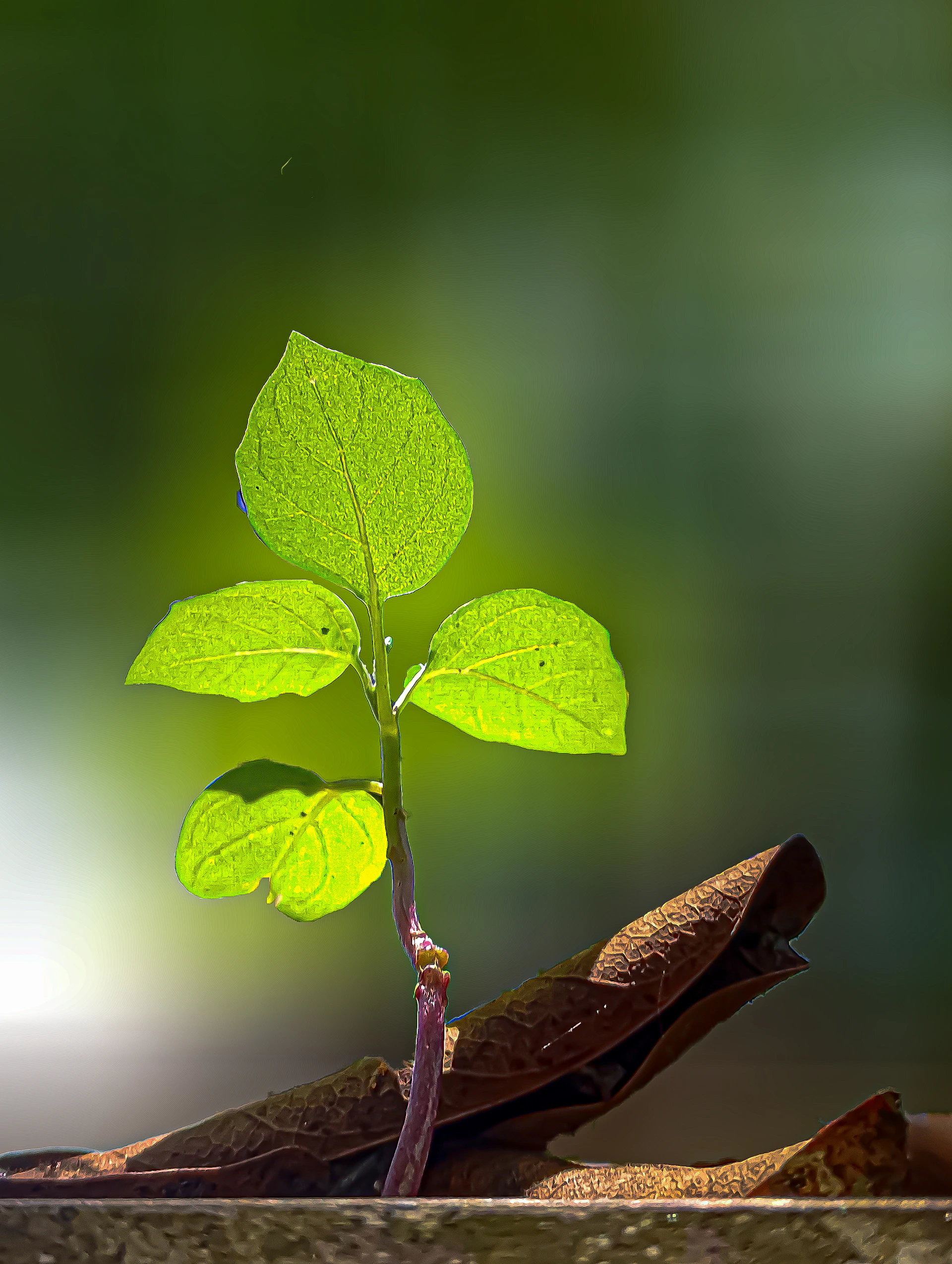 A small green plant sprouting from a piece of wood