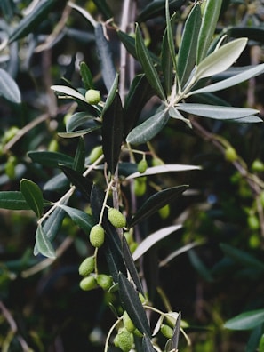 Olives growing on an olive tree with leaves
