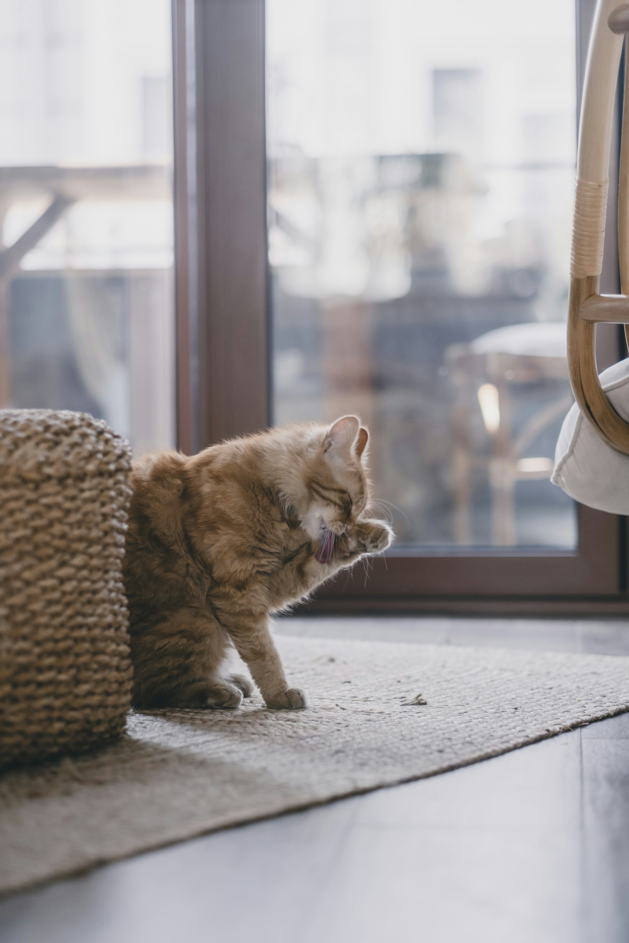 Eine Katze, die neben einem Stuhl auf dem Boden sitzt