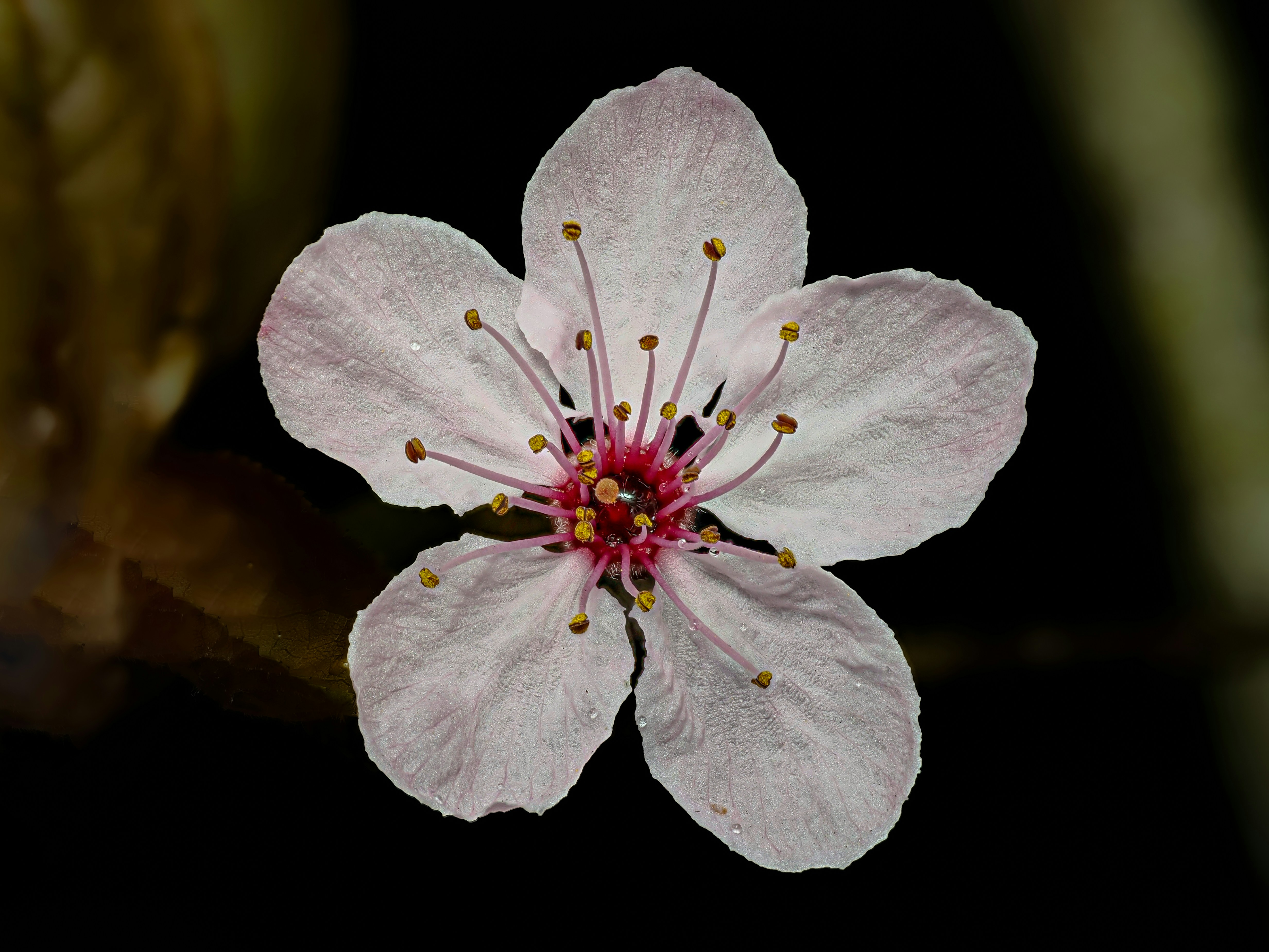 Photo by abushihabmarey