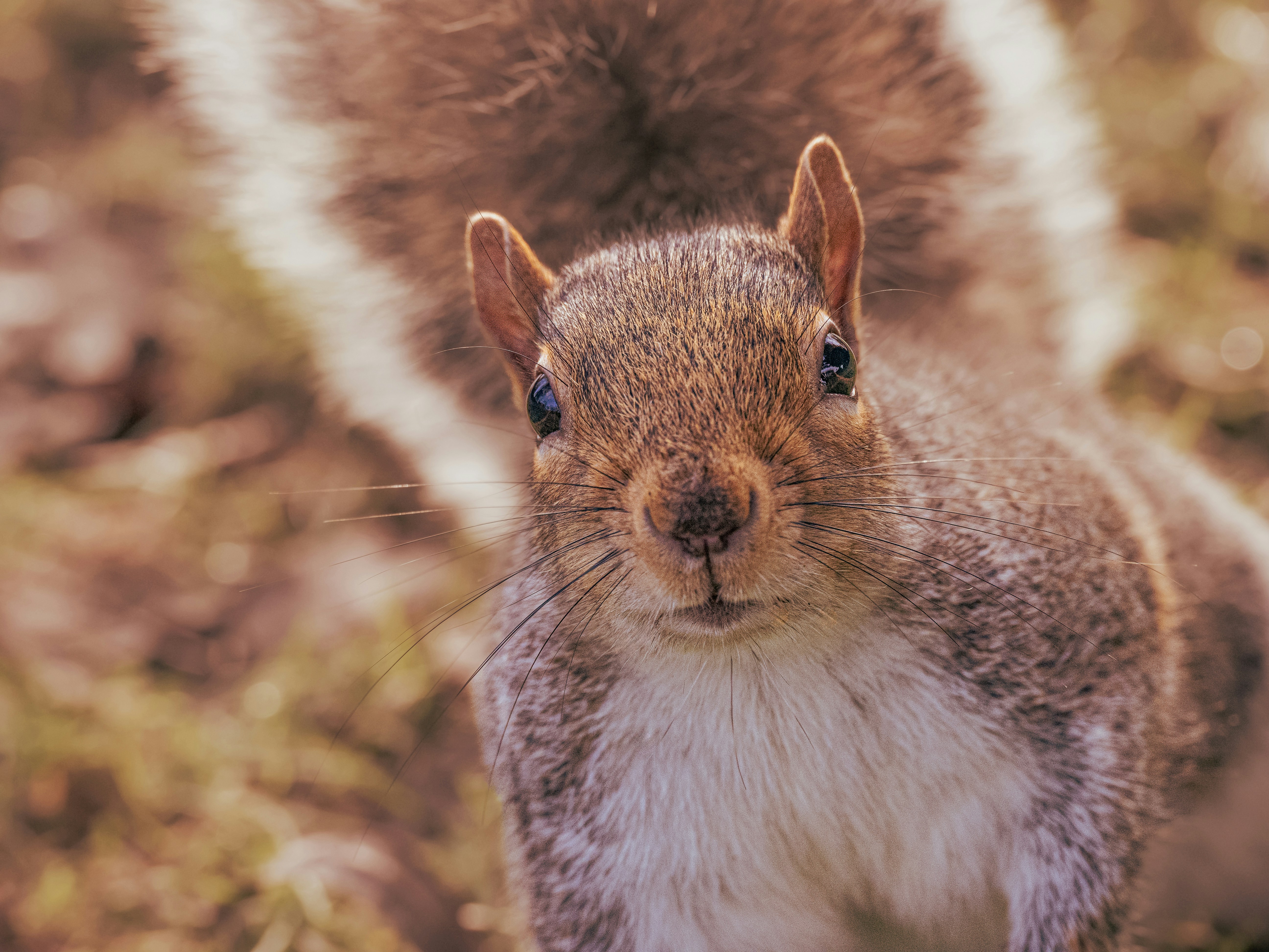 Photo by abushihabmarey