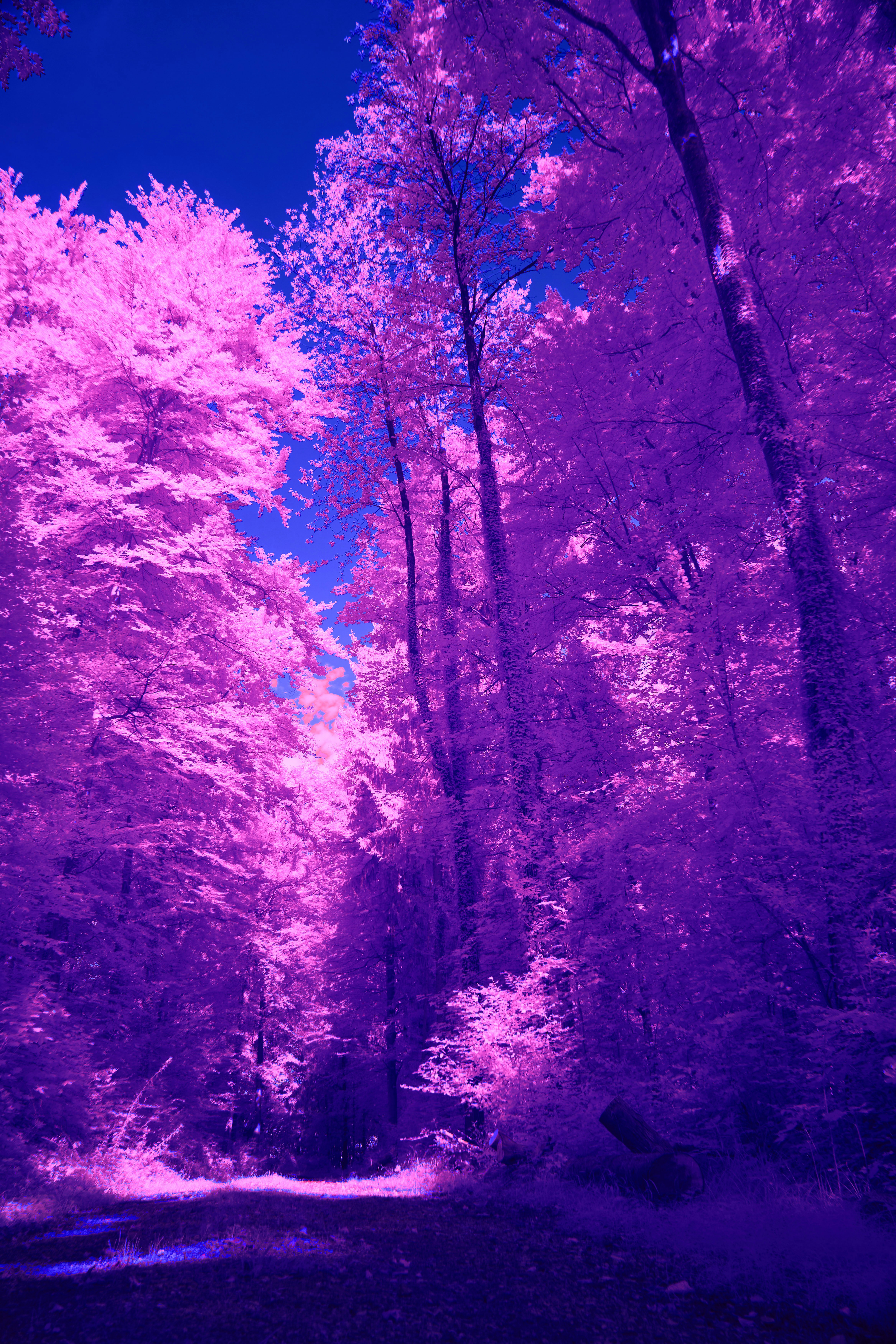 Photo by wolfgang_hasselmann