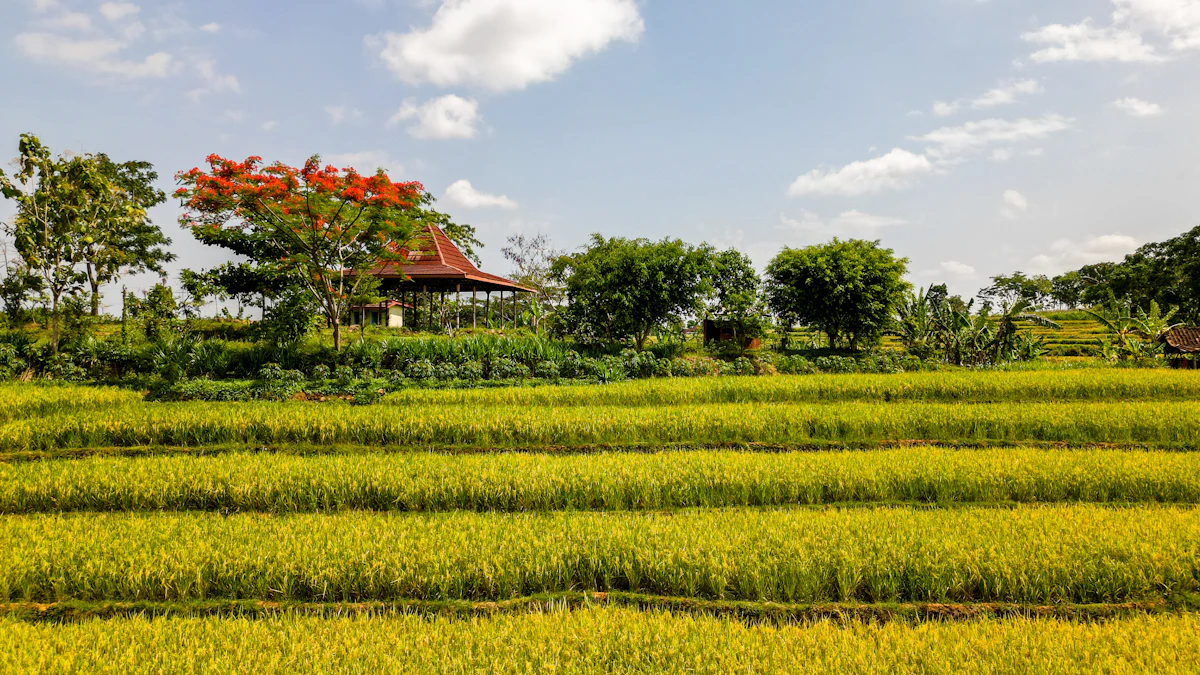 Pemandangan udara persawahan hijau dengan rumah di Jawa Tengah