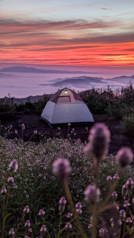 A tent pitched up in a field of wildflowers