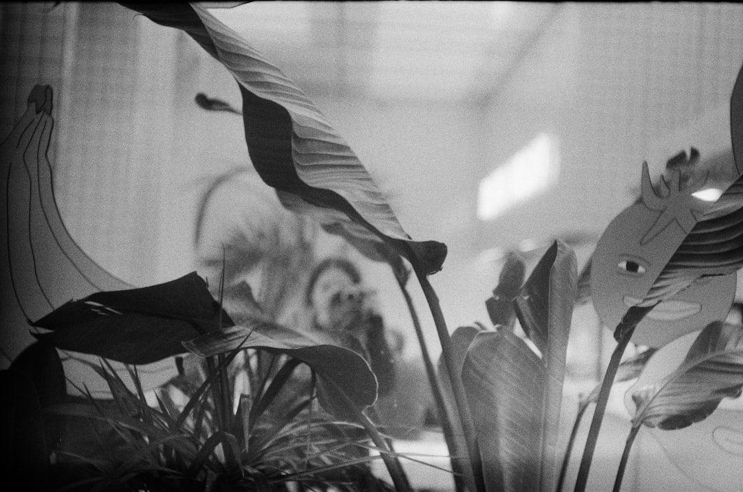 A black and white photo of a potted plant