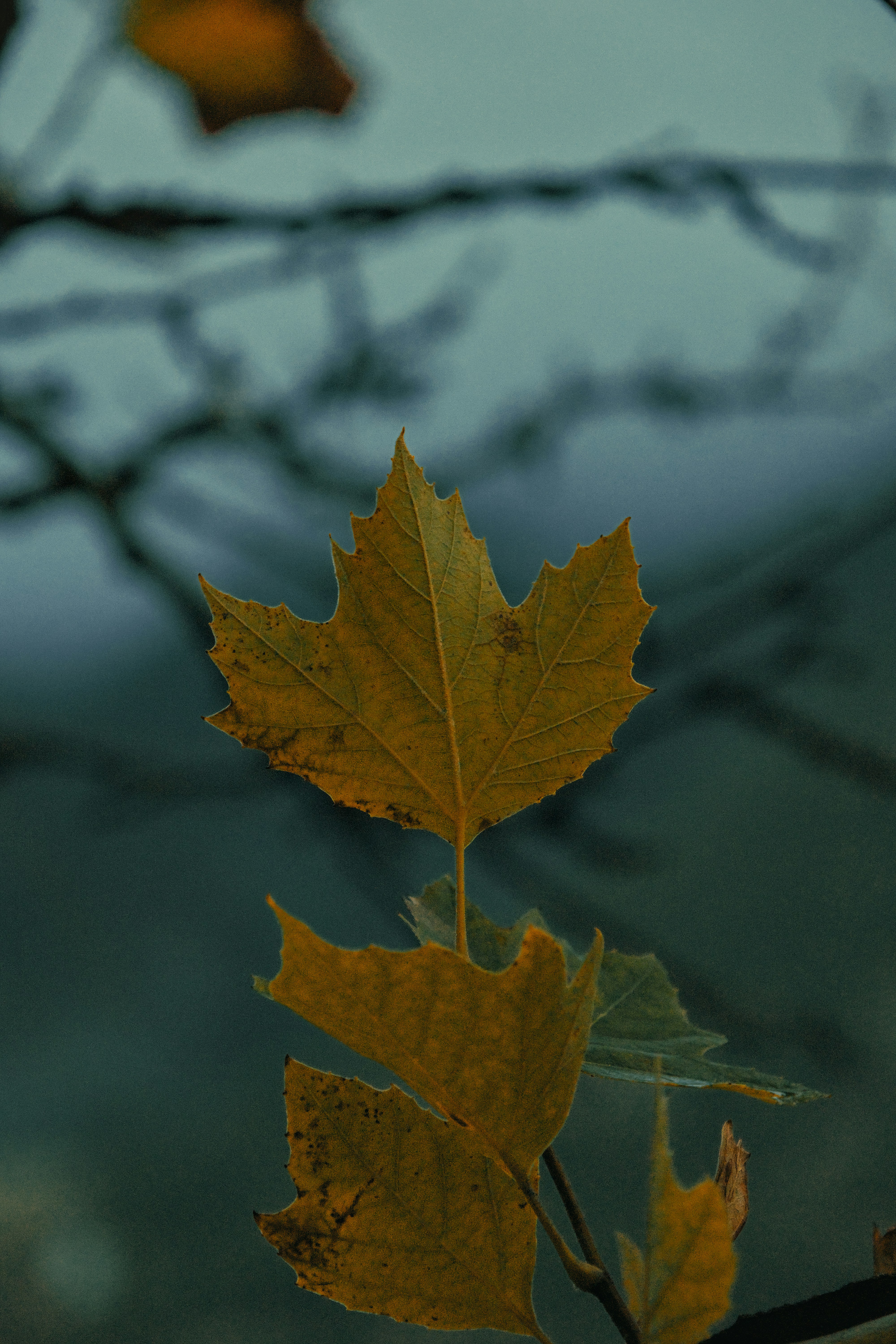 Photo by everettp