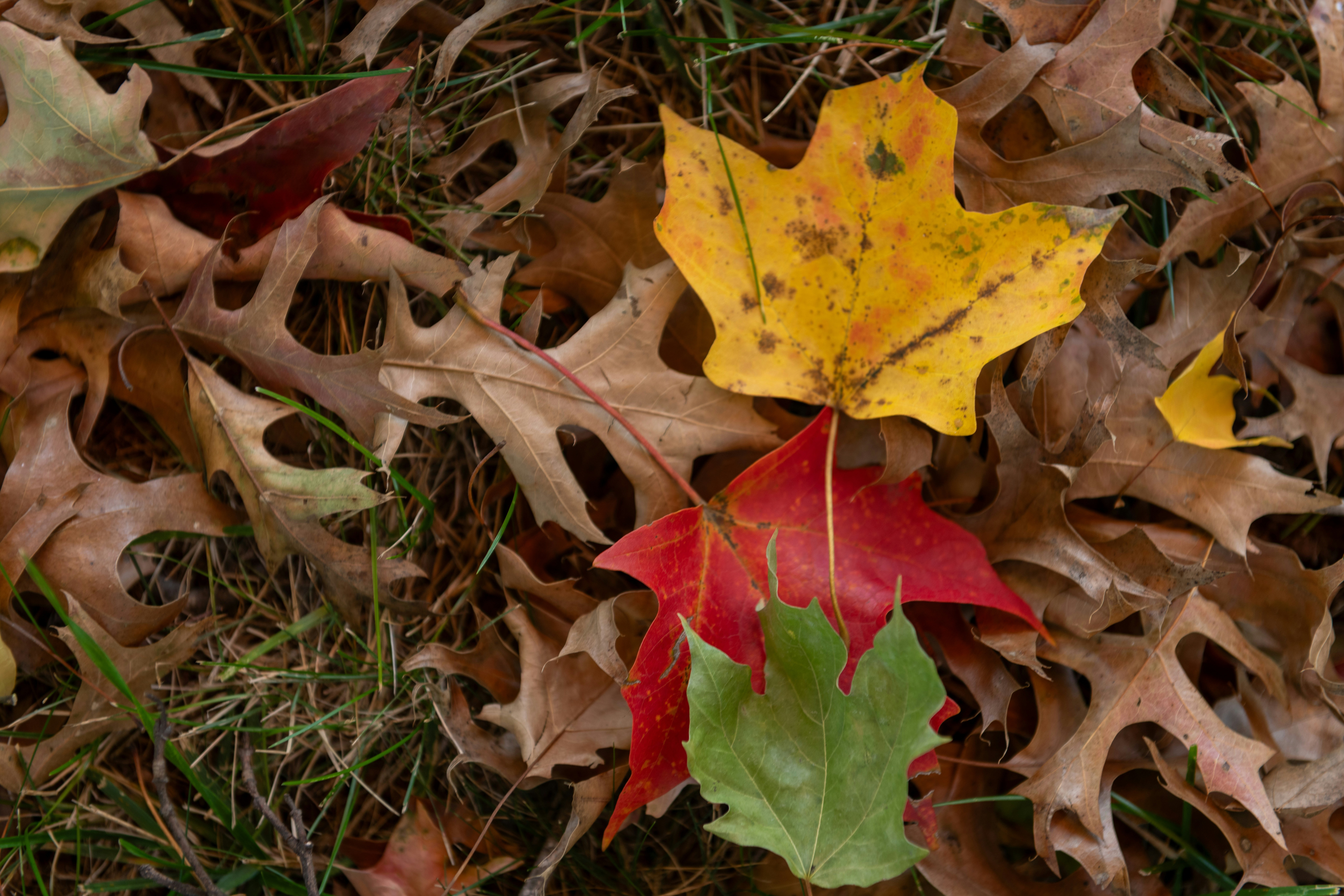 Photo by sriniunsplash