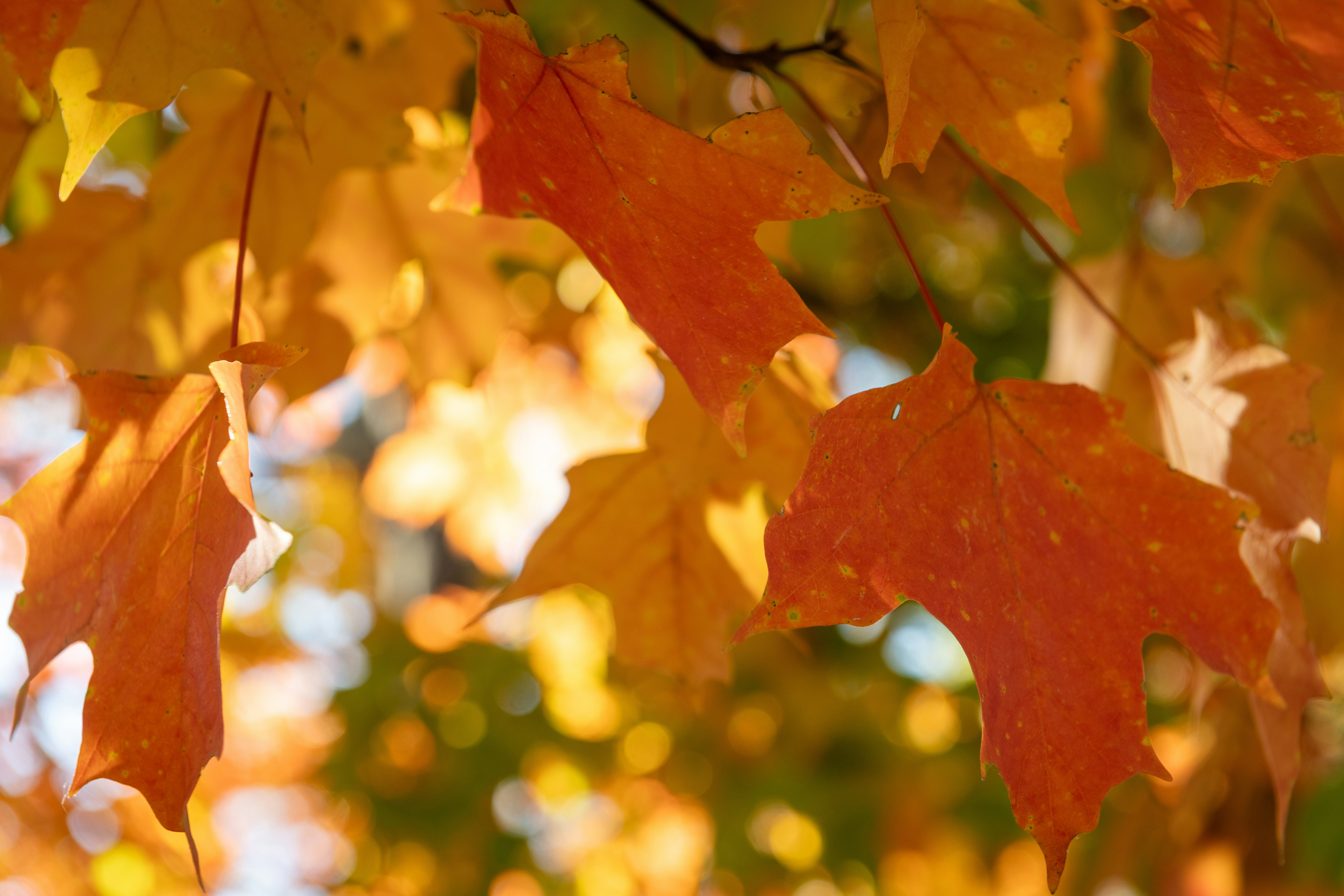 Photo by sriniunsplash