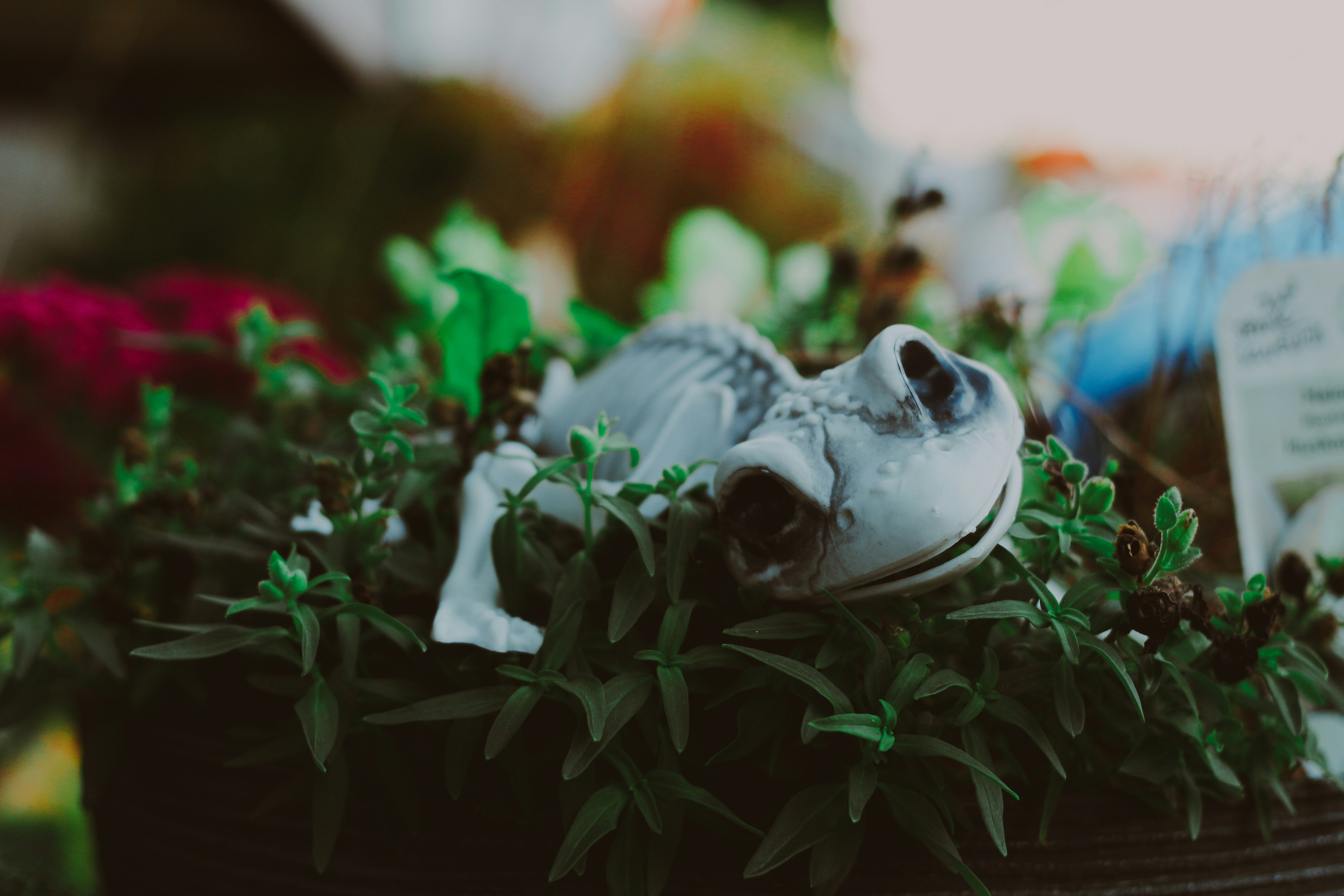 A close up of a plant with a book in the background