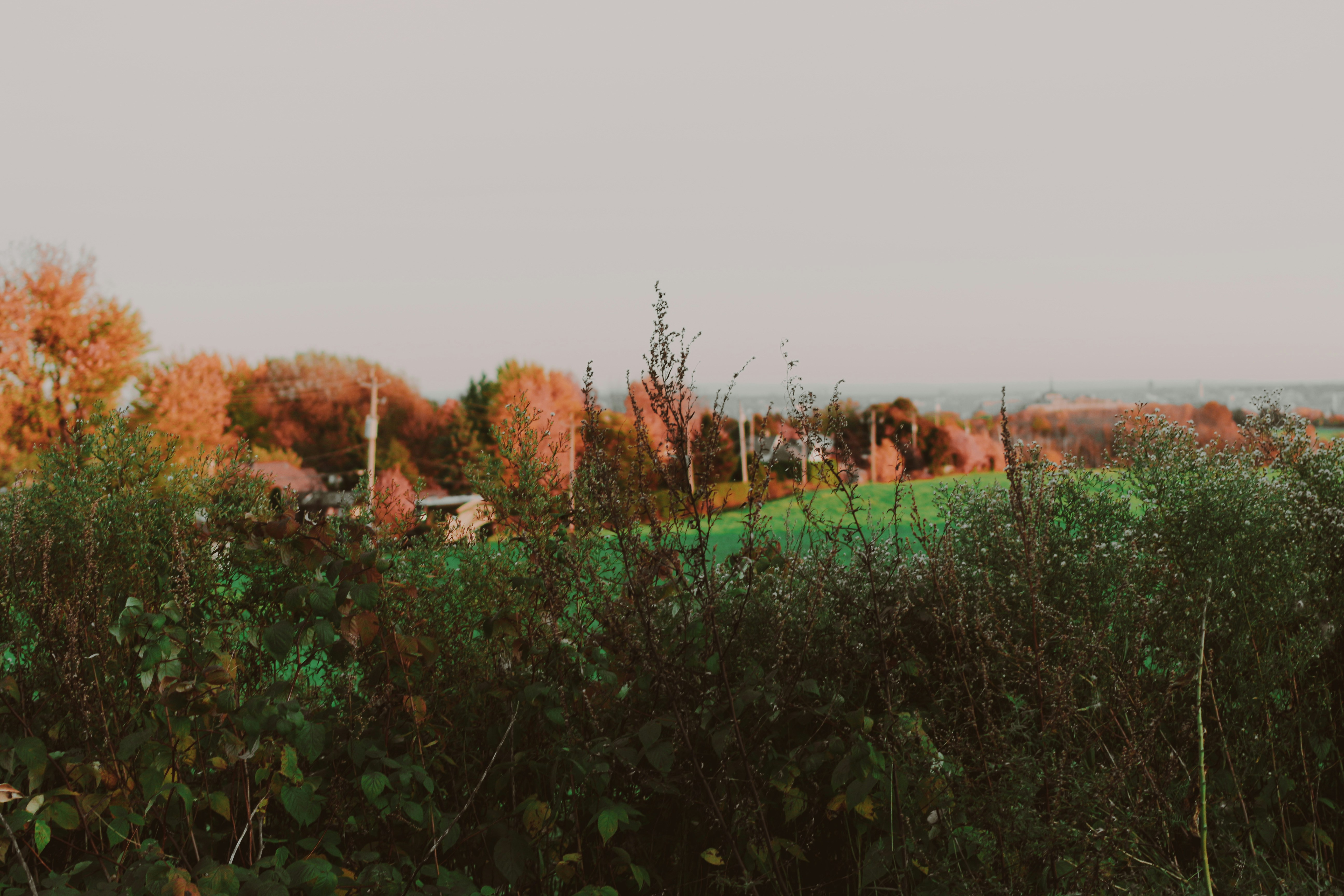 A view of a grassy field with trees in the background