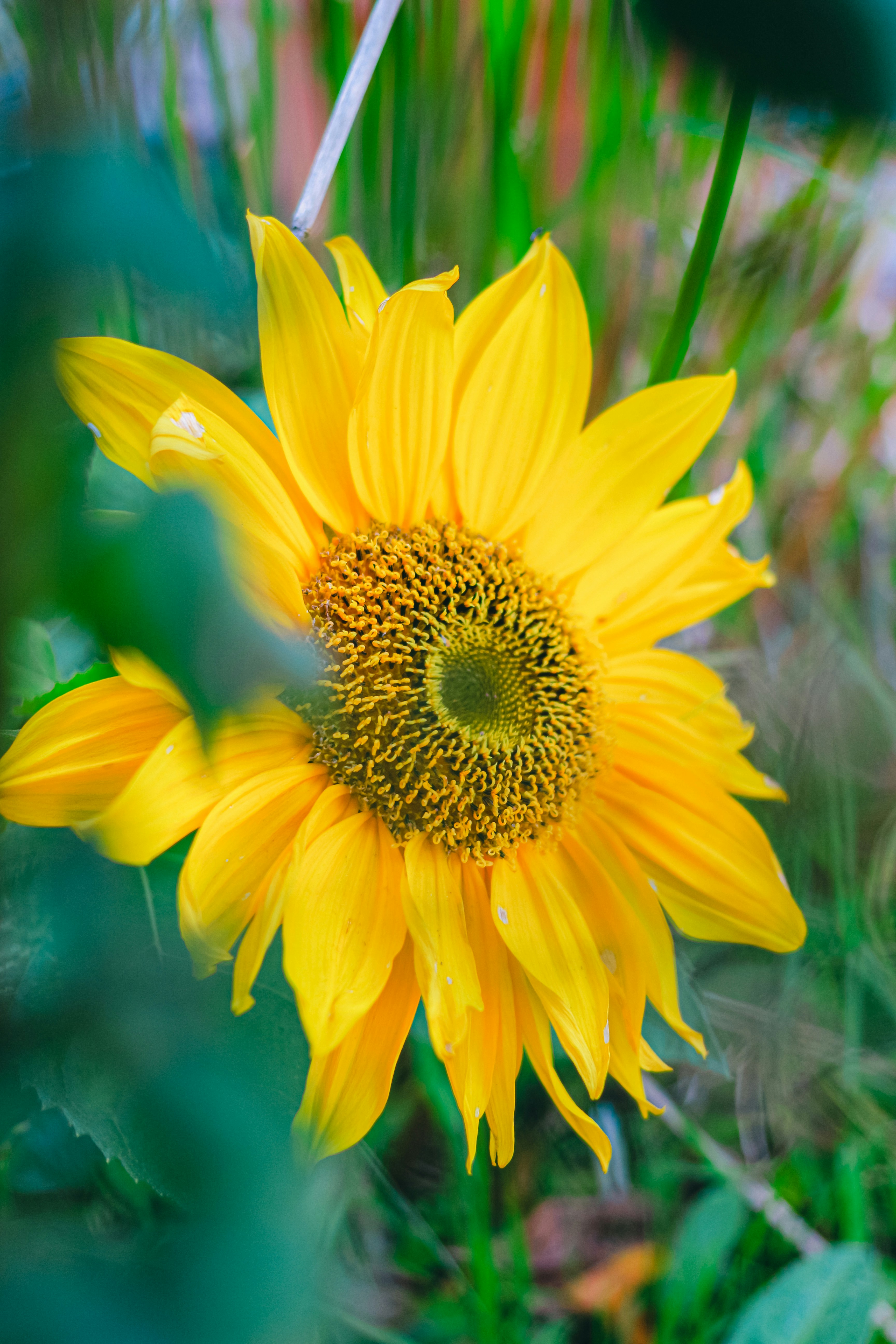 A yellow sunflower in a field of green grass