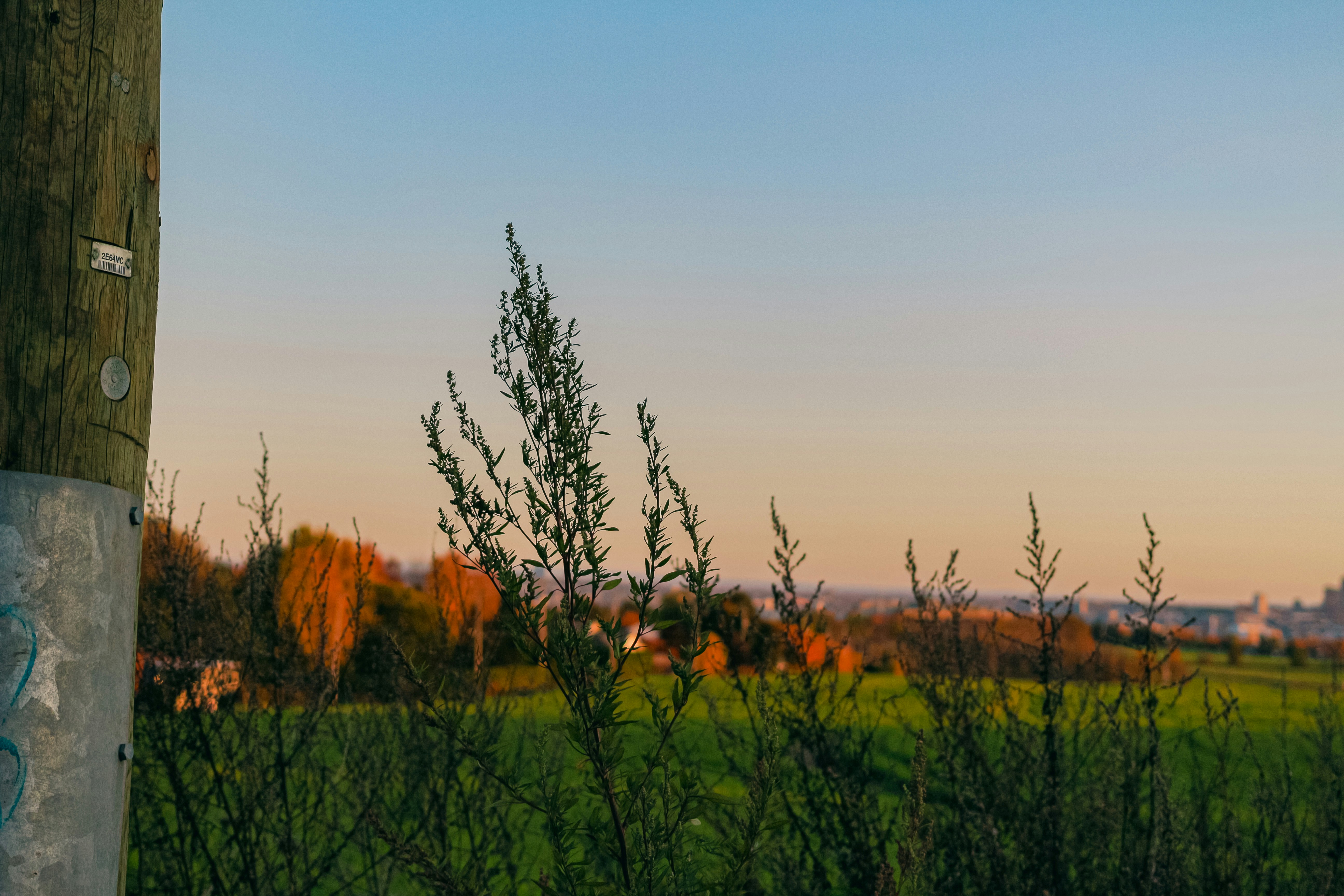 A telephone pole in the middle of a grassy field