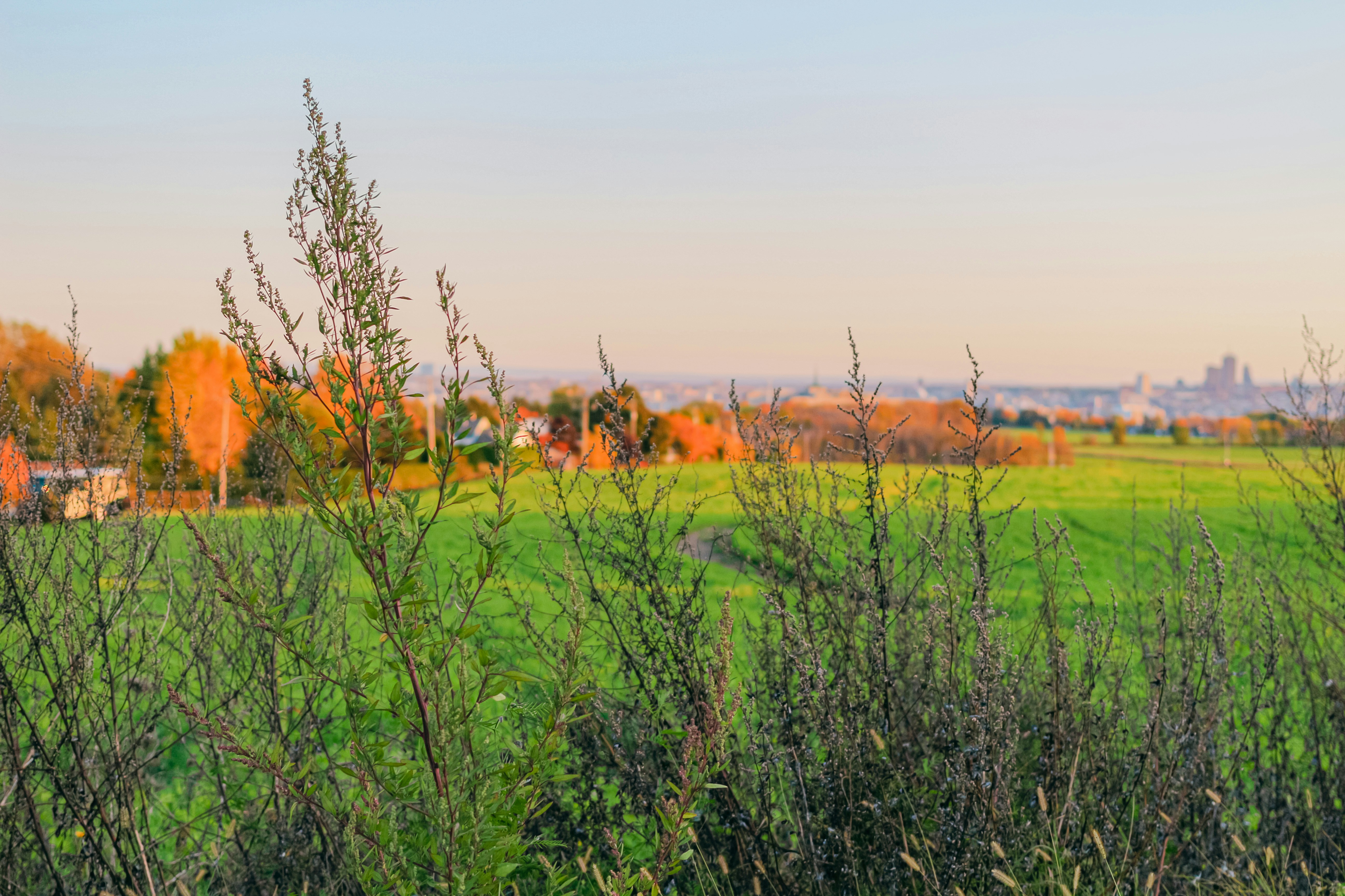 A grassy field with trees and buildings in the background