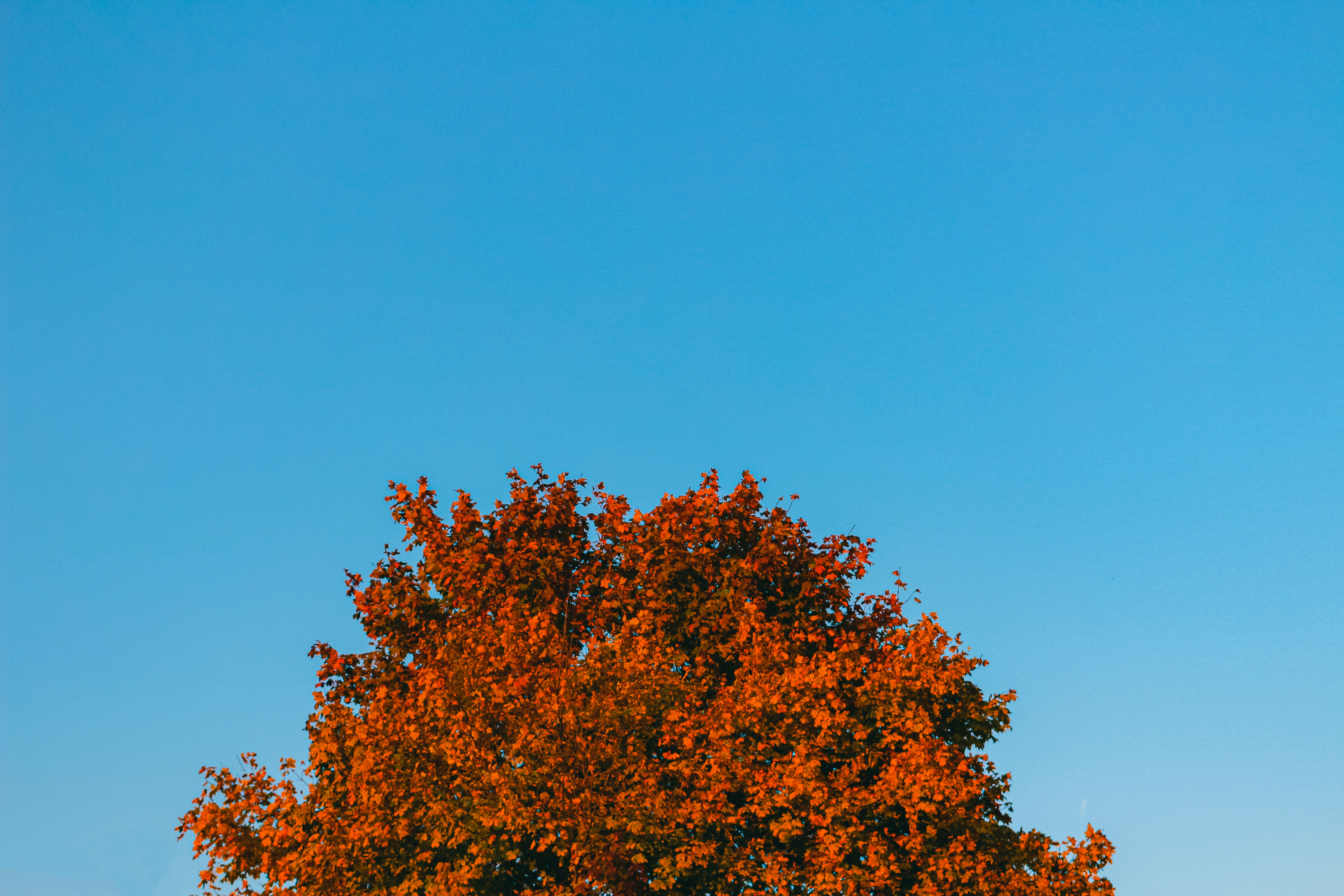 A lone tree in a field with a blue sky in the background