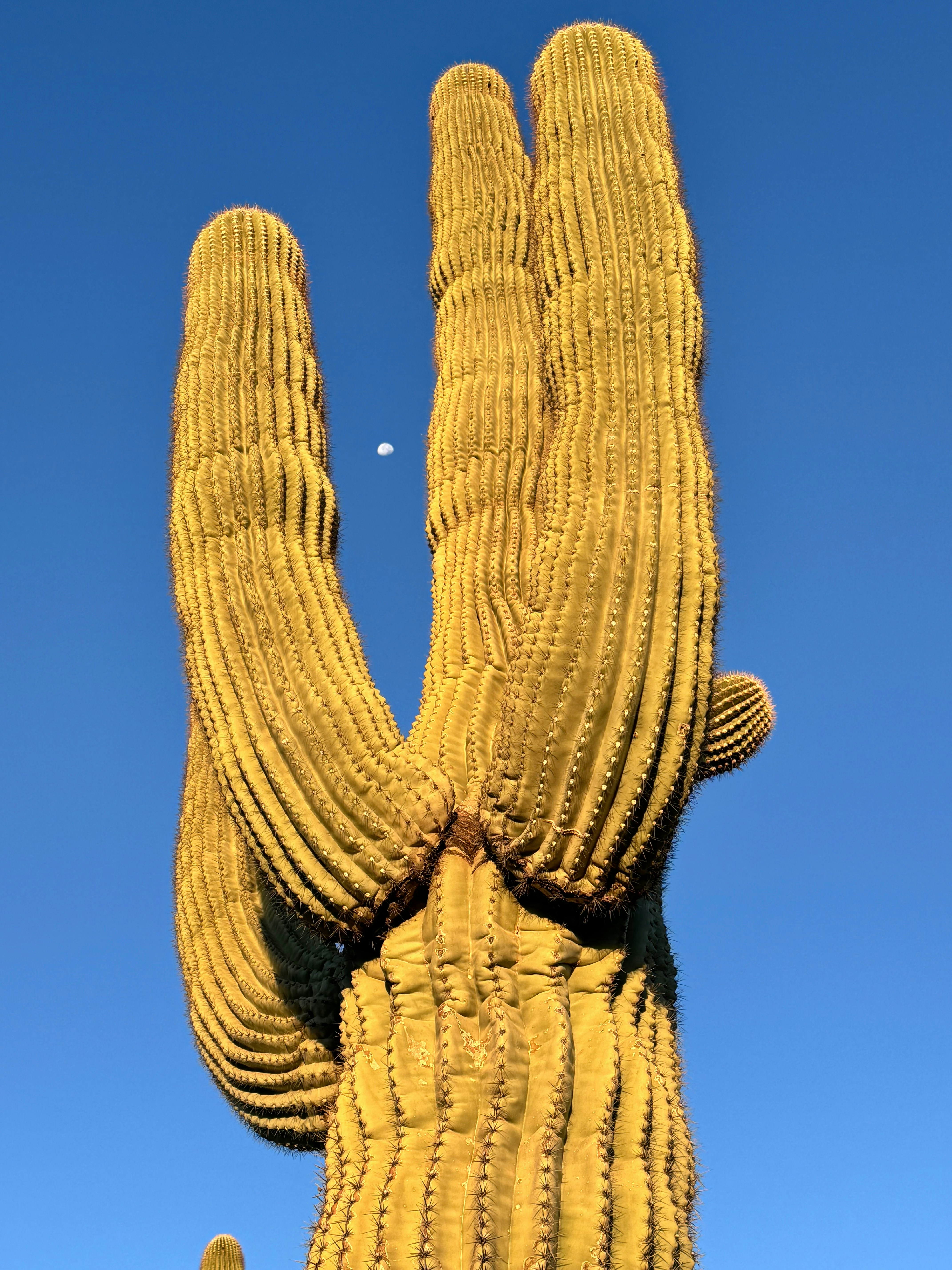 A large yellow cactus with a moon in the background