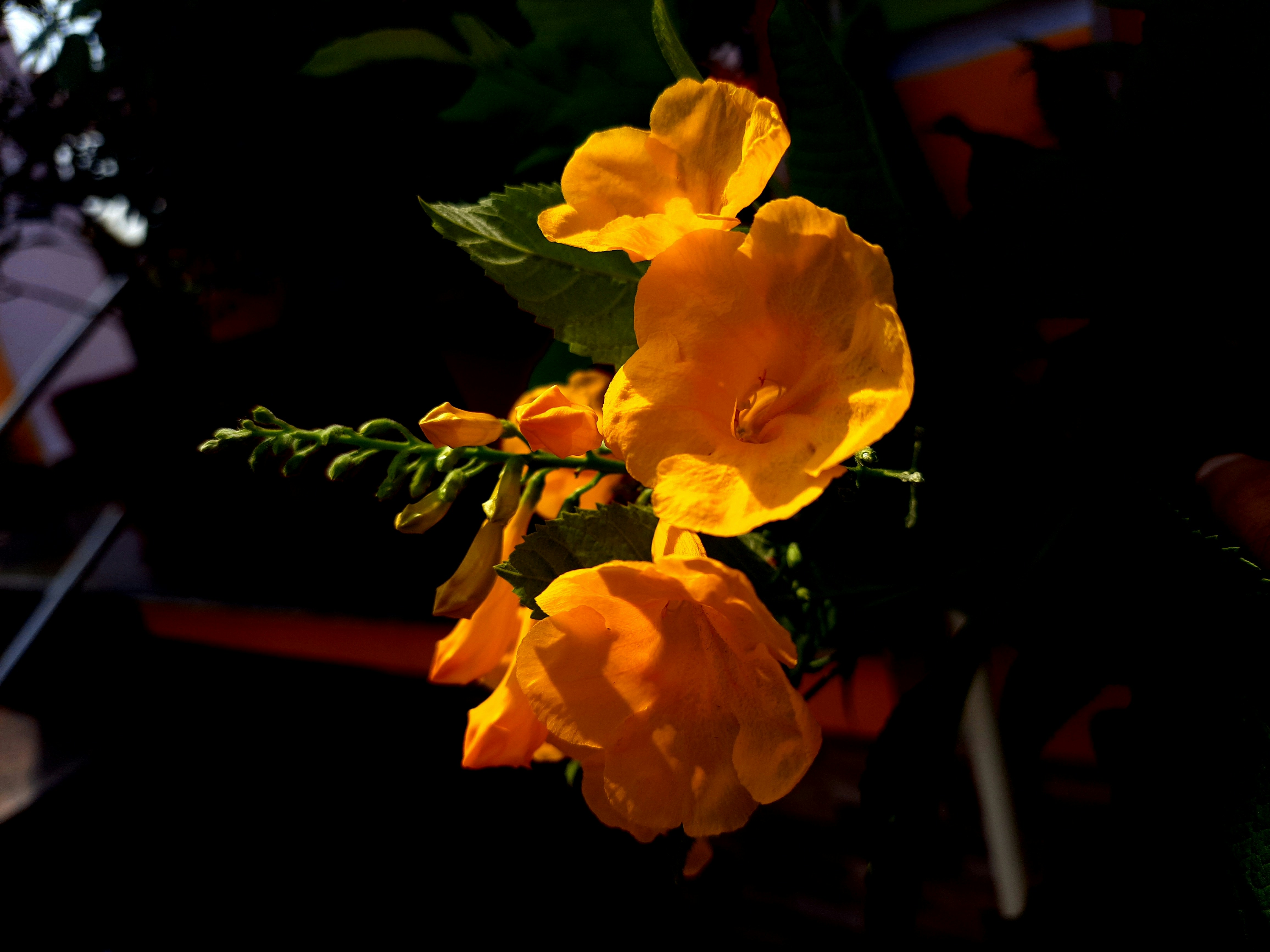 Photo by shutters_flutter