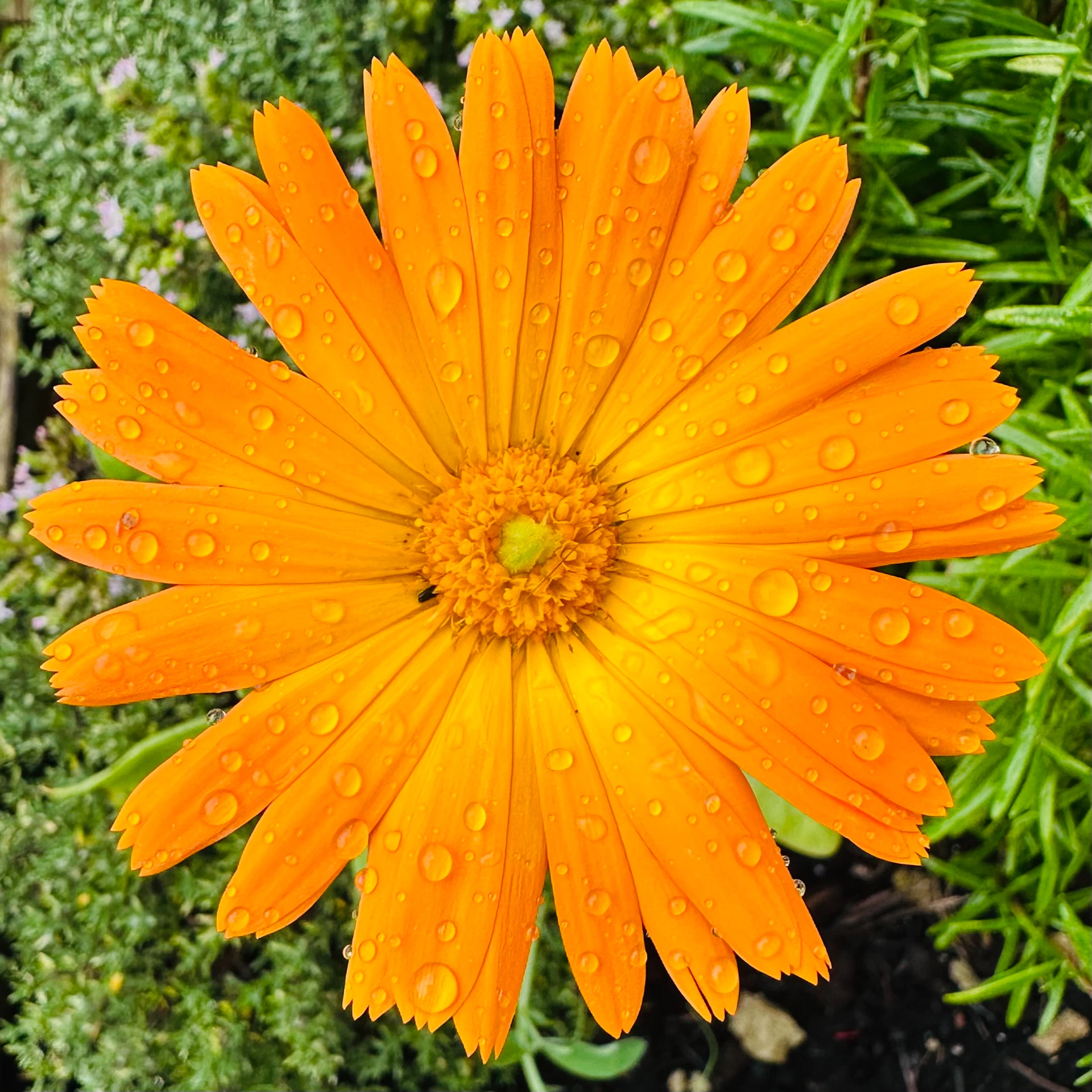 An orange flower with water droplets on it