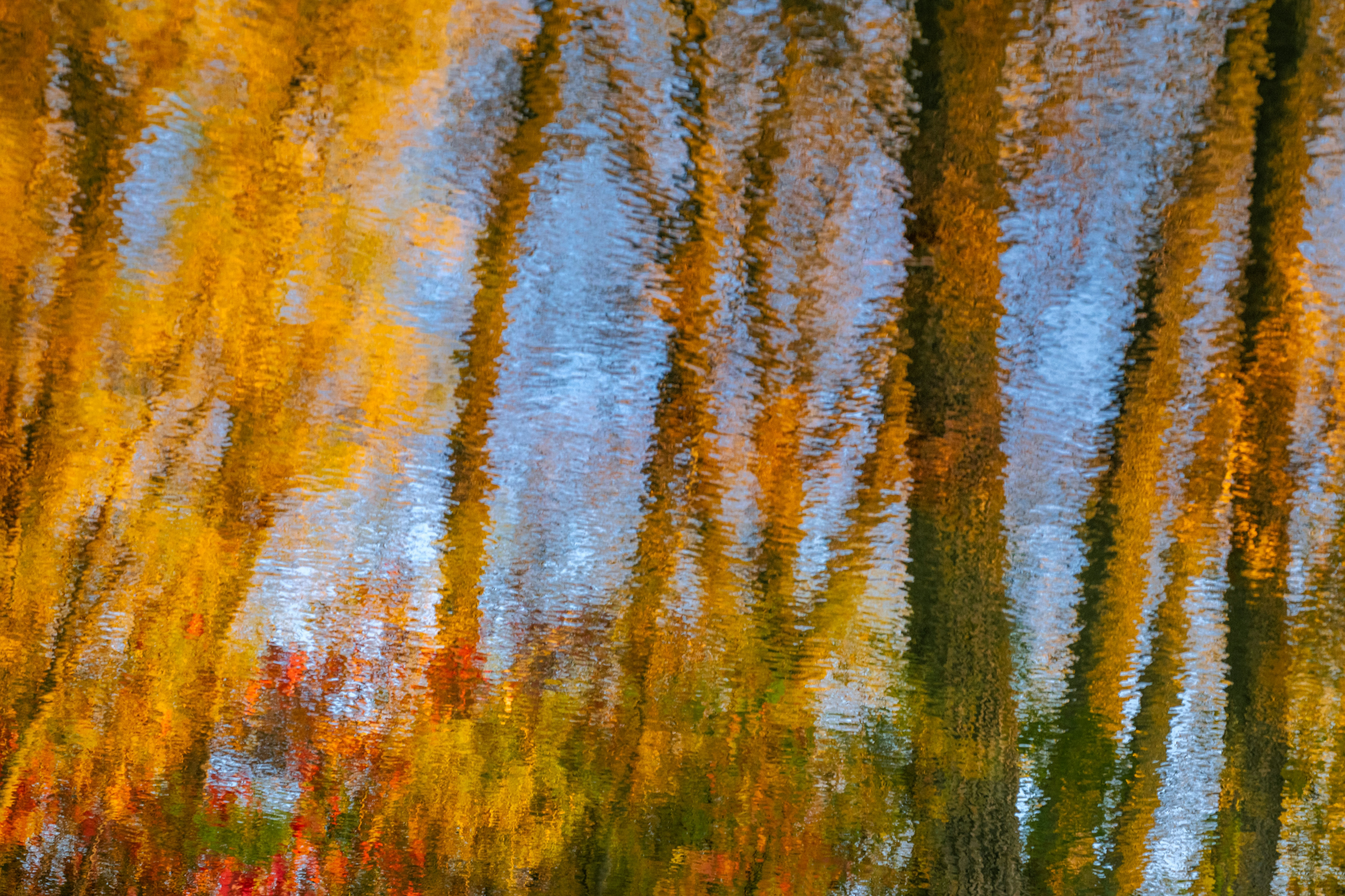 A blurry photo of trees with yellow leaves