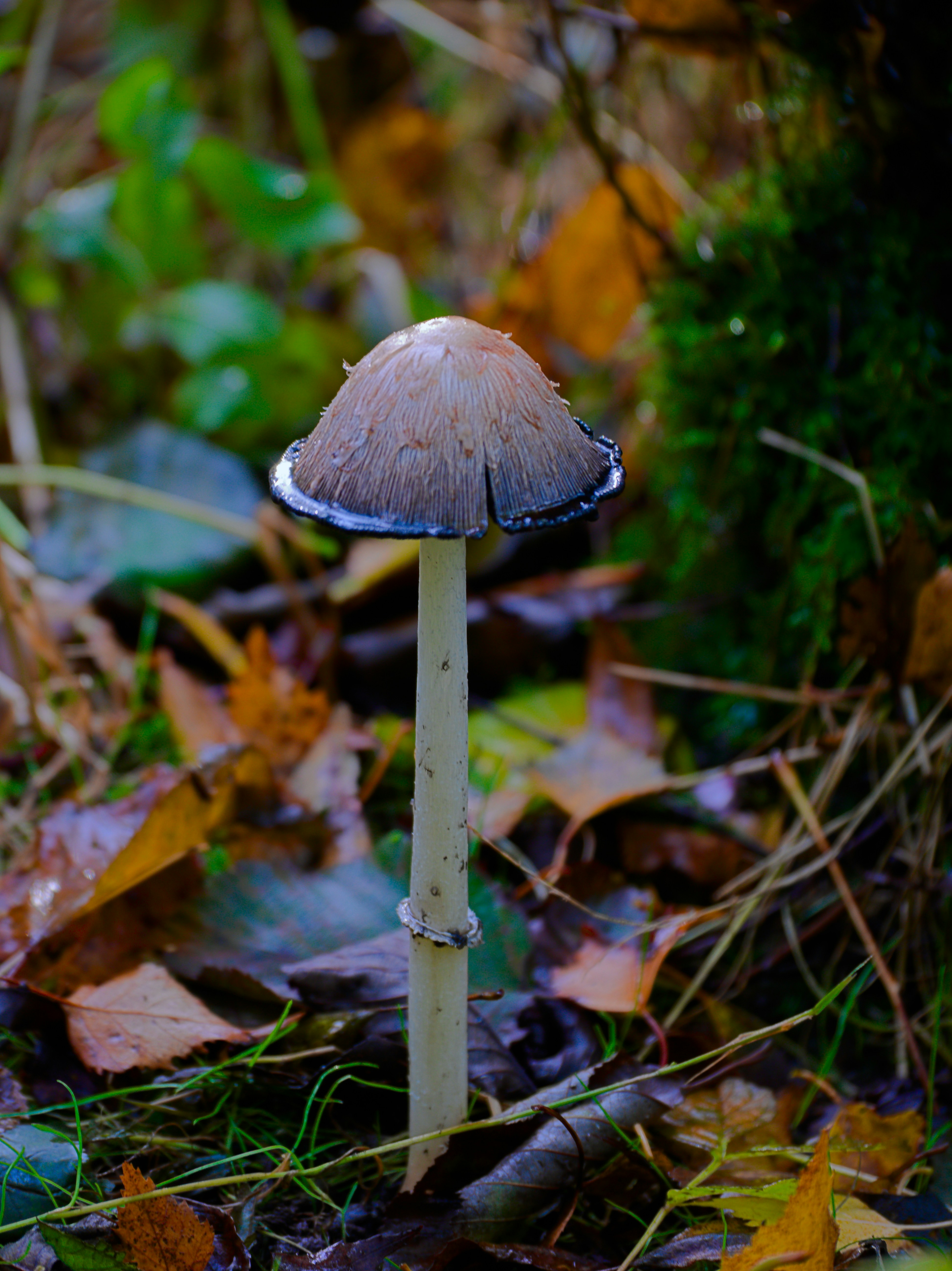 Photo by bryan151055