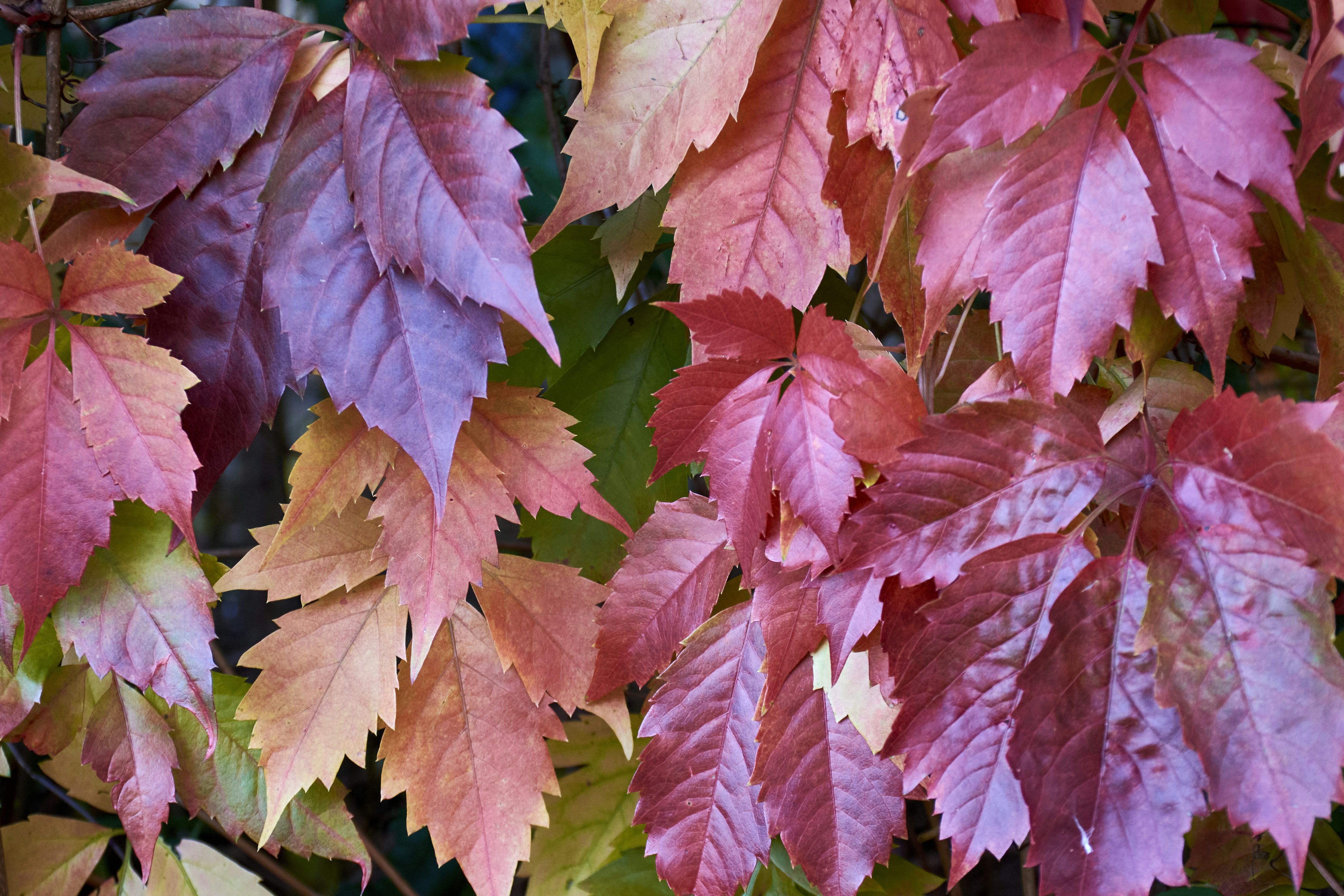 A bunch of leaves that are on a tree