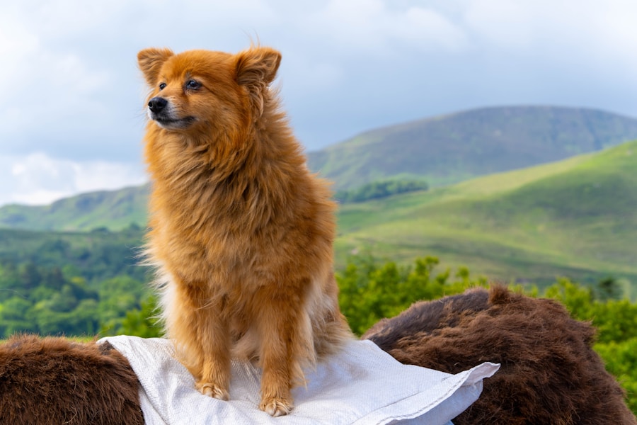 Best Dog Walks in Scotland: Highlands, Islands and Forests