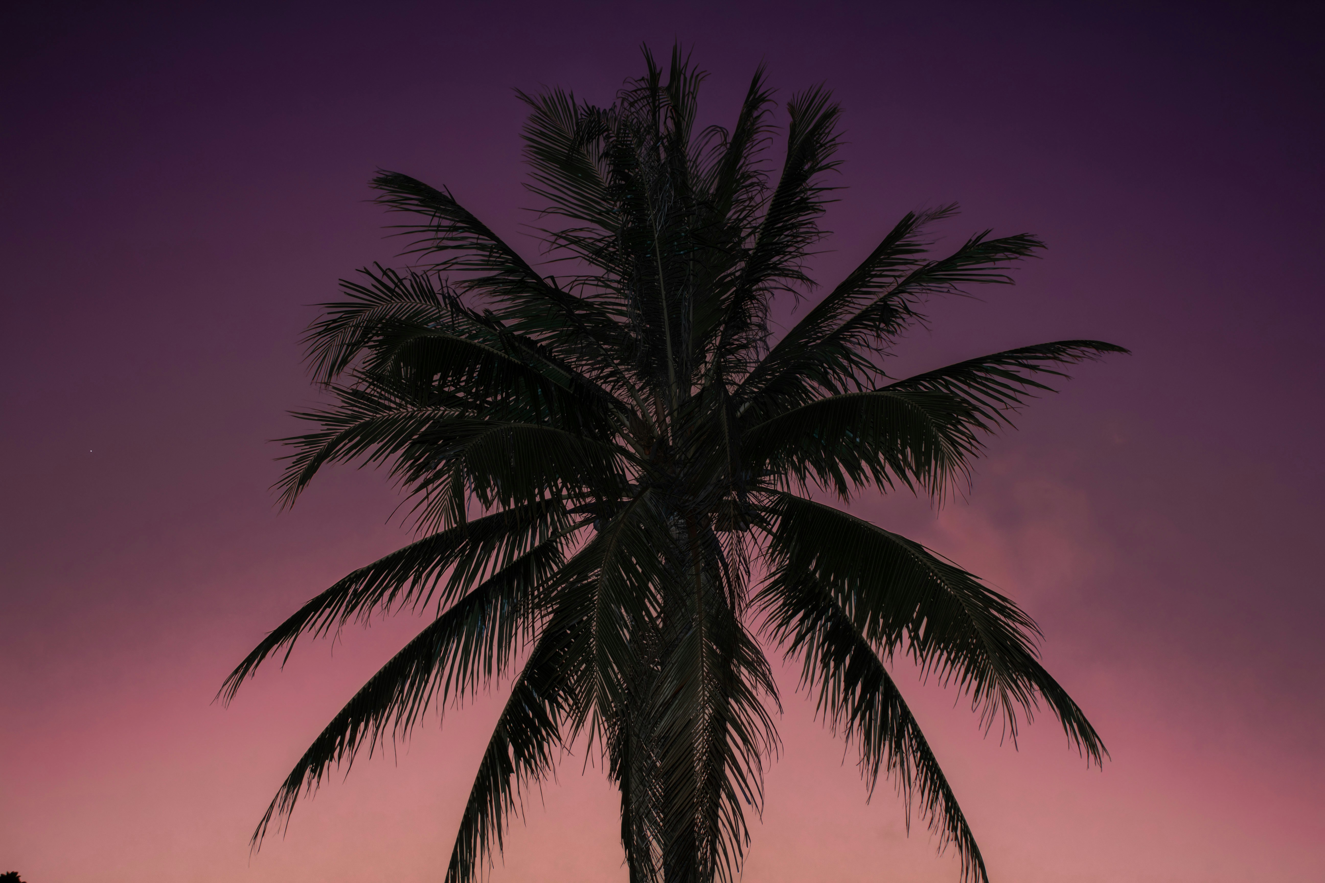 Aventus8 logo with a vibrant Florida sunset background - how long thc vape pen stay in system