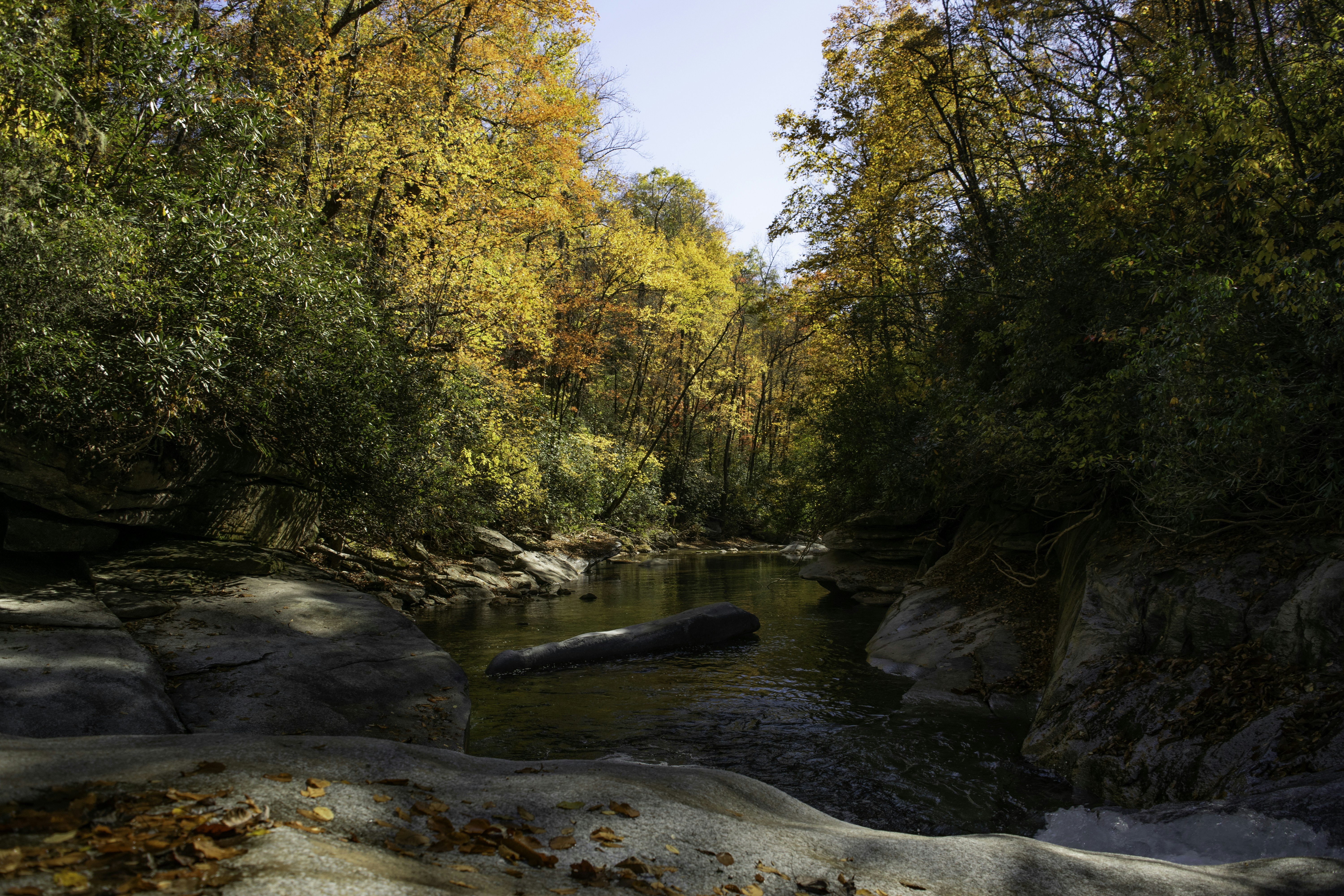 A river running through a lush green forest