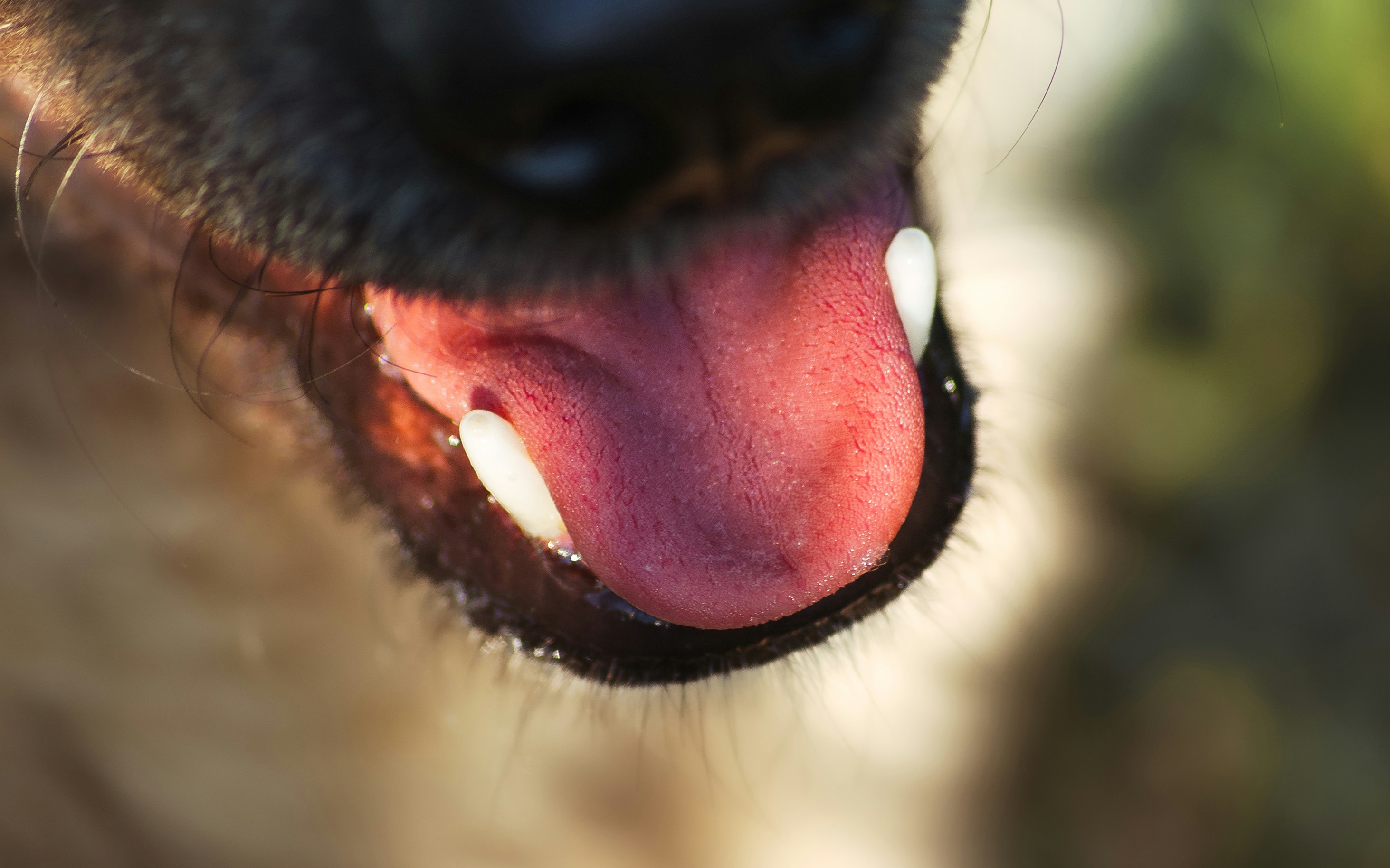 Dog Licking Its Lips Or Flicking Its Tongue In A Tense Or Stressful Situation