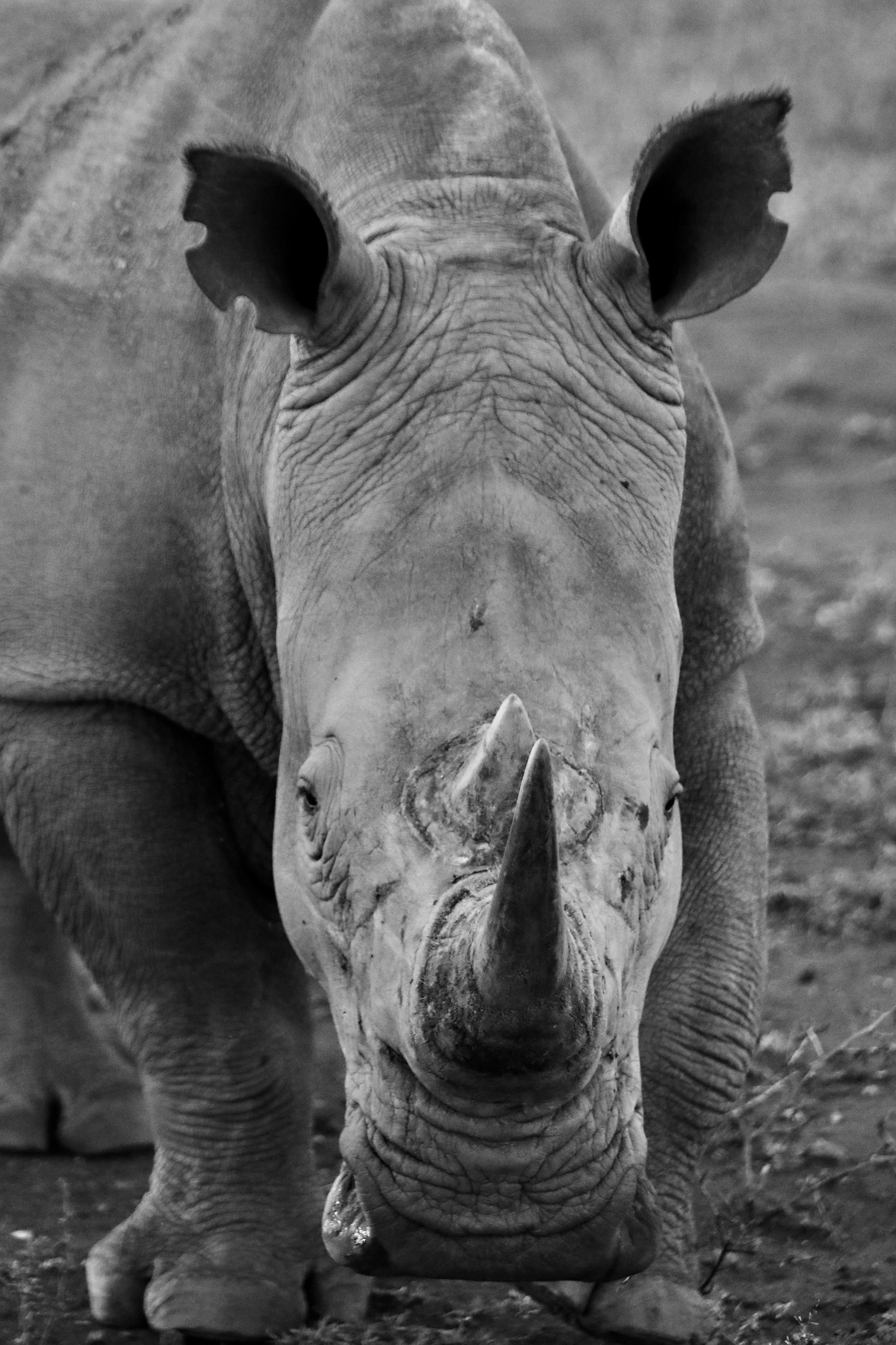 A black and white photo of a rhinoceros