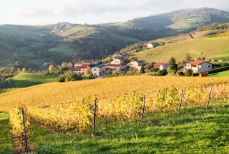A field of grass with houses in the background
