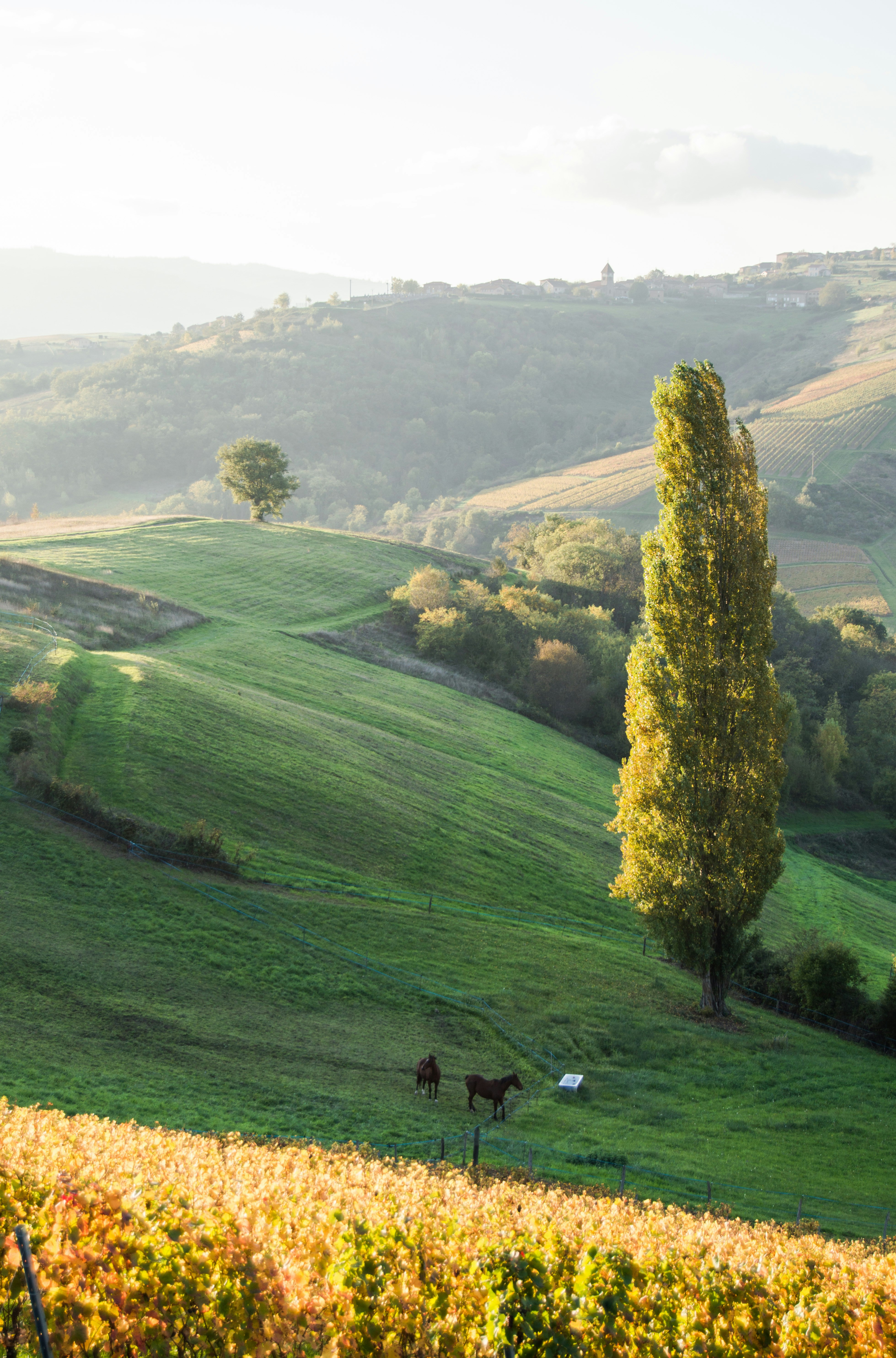 Photo by lucasgallone