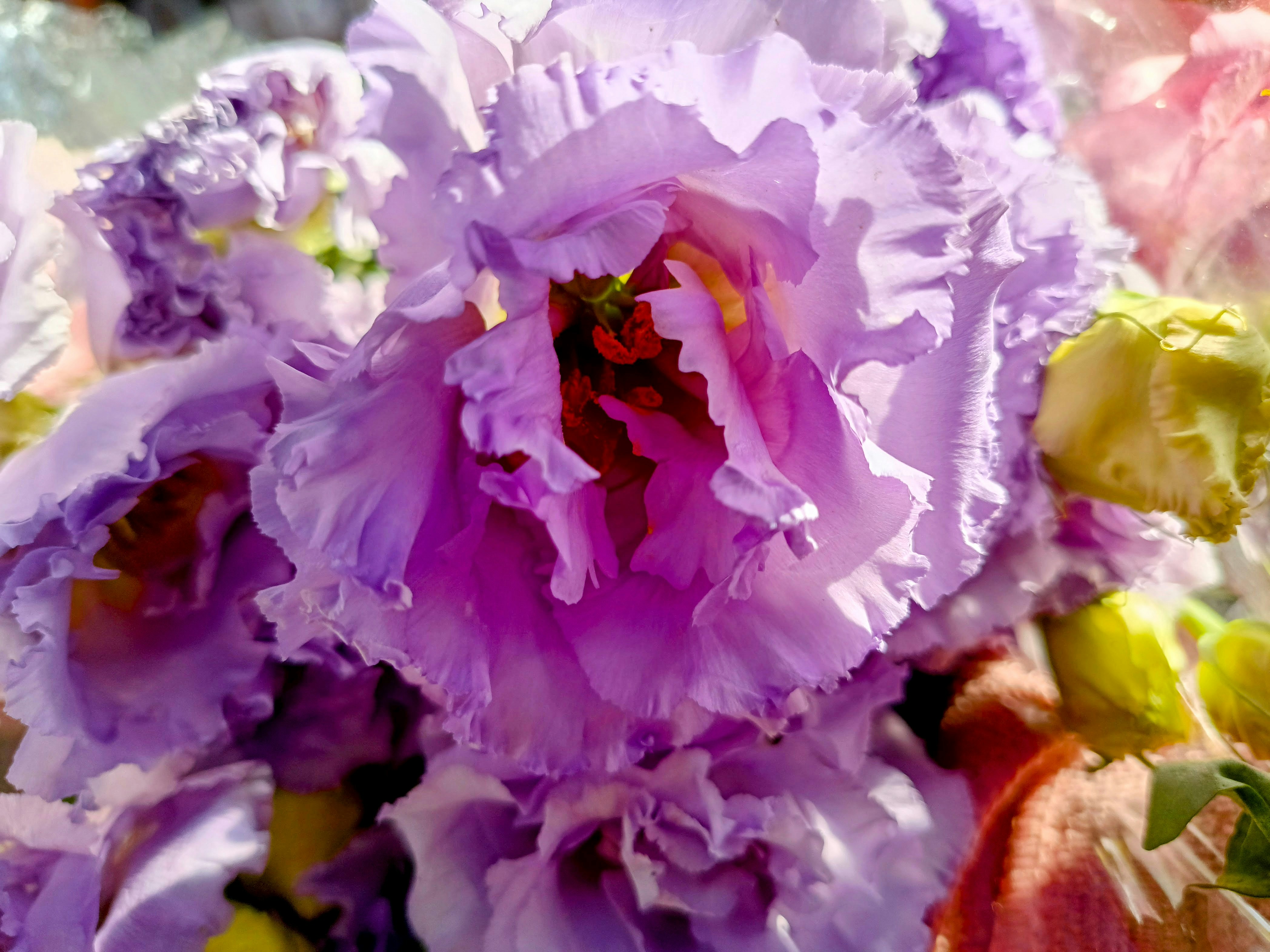 A close up of a purple flower with other flowers in the background