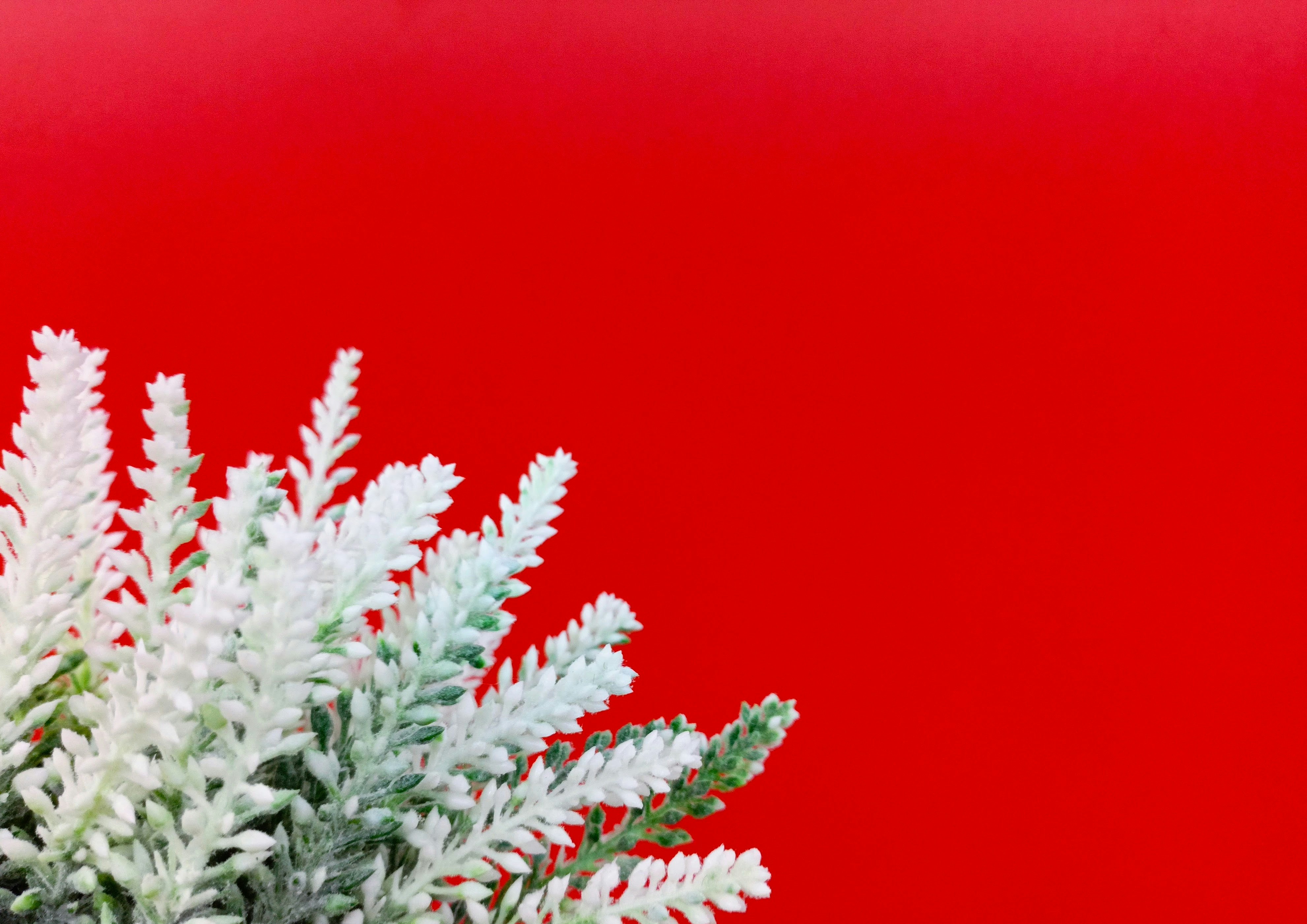 テーブルの上には白い花が咲き乱れる花瓶