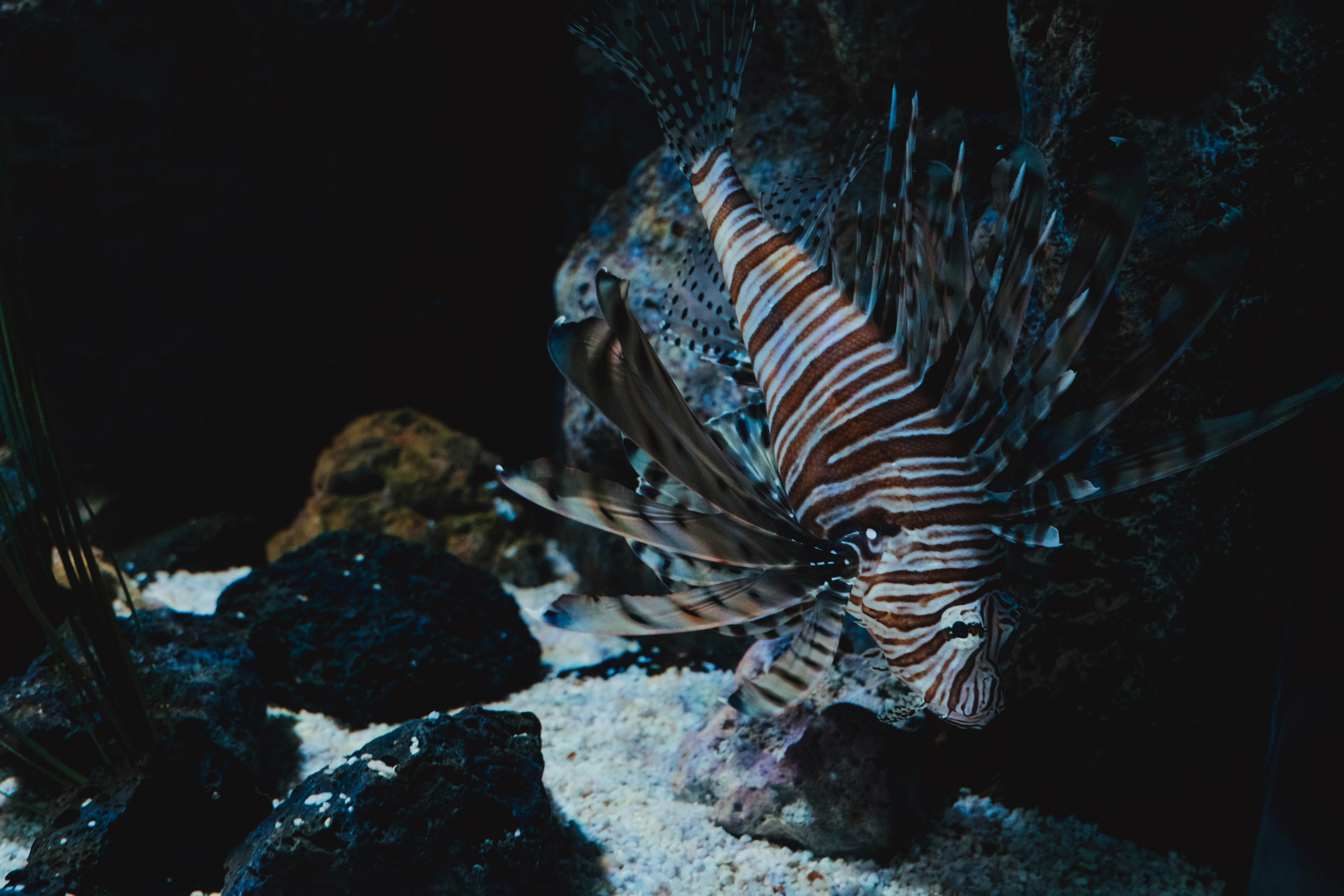 Seekor ikan yang duduk di pasir