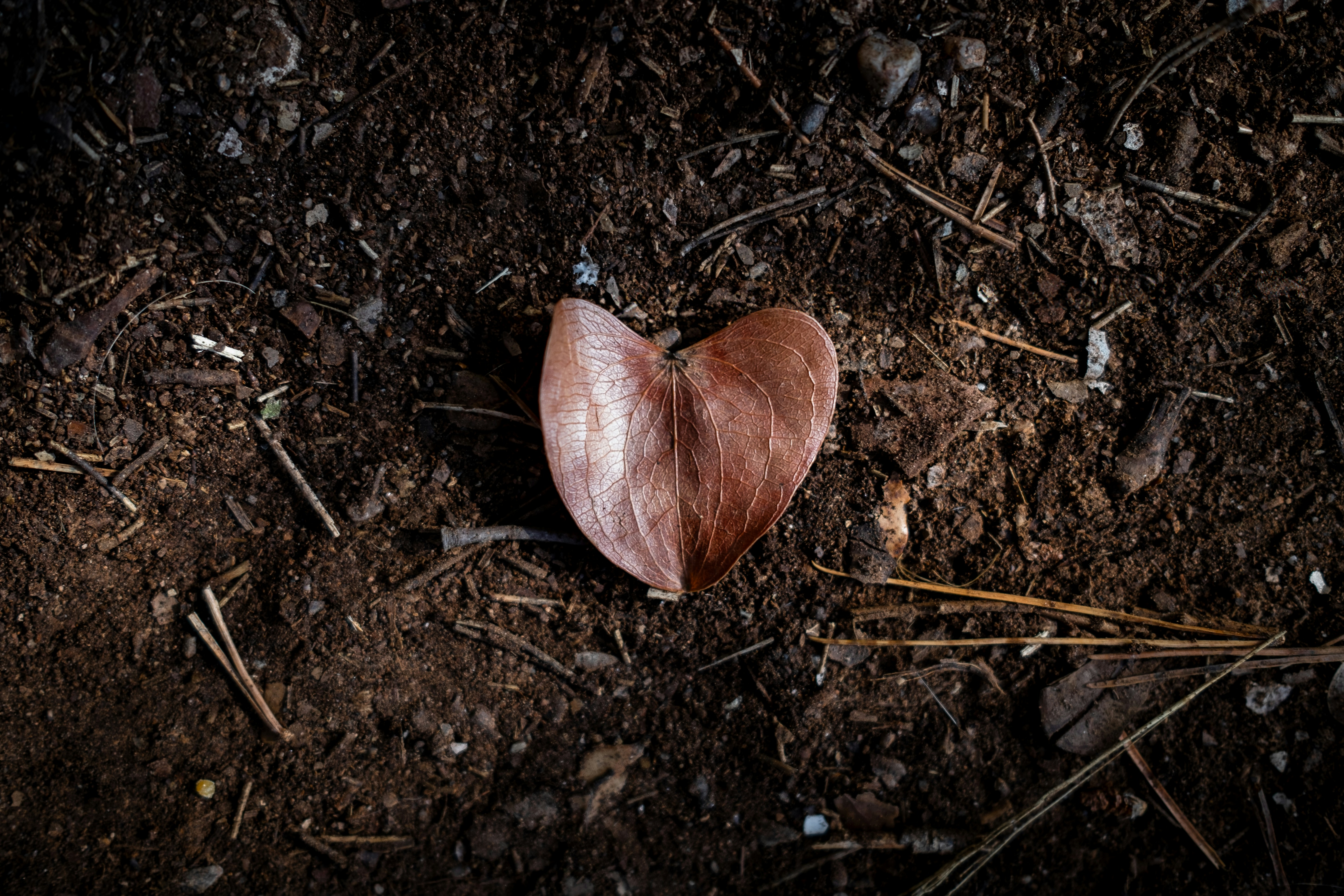 A heart shaped plant sitting on the ground