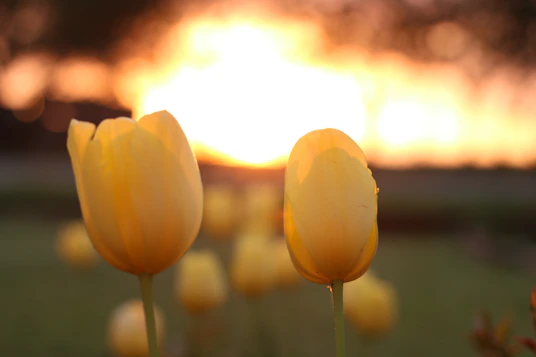 A field of yellow tulips in front of a sunset