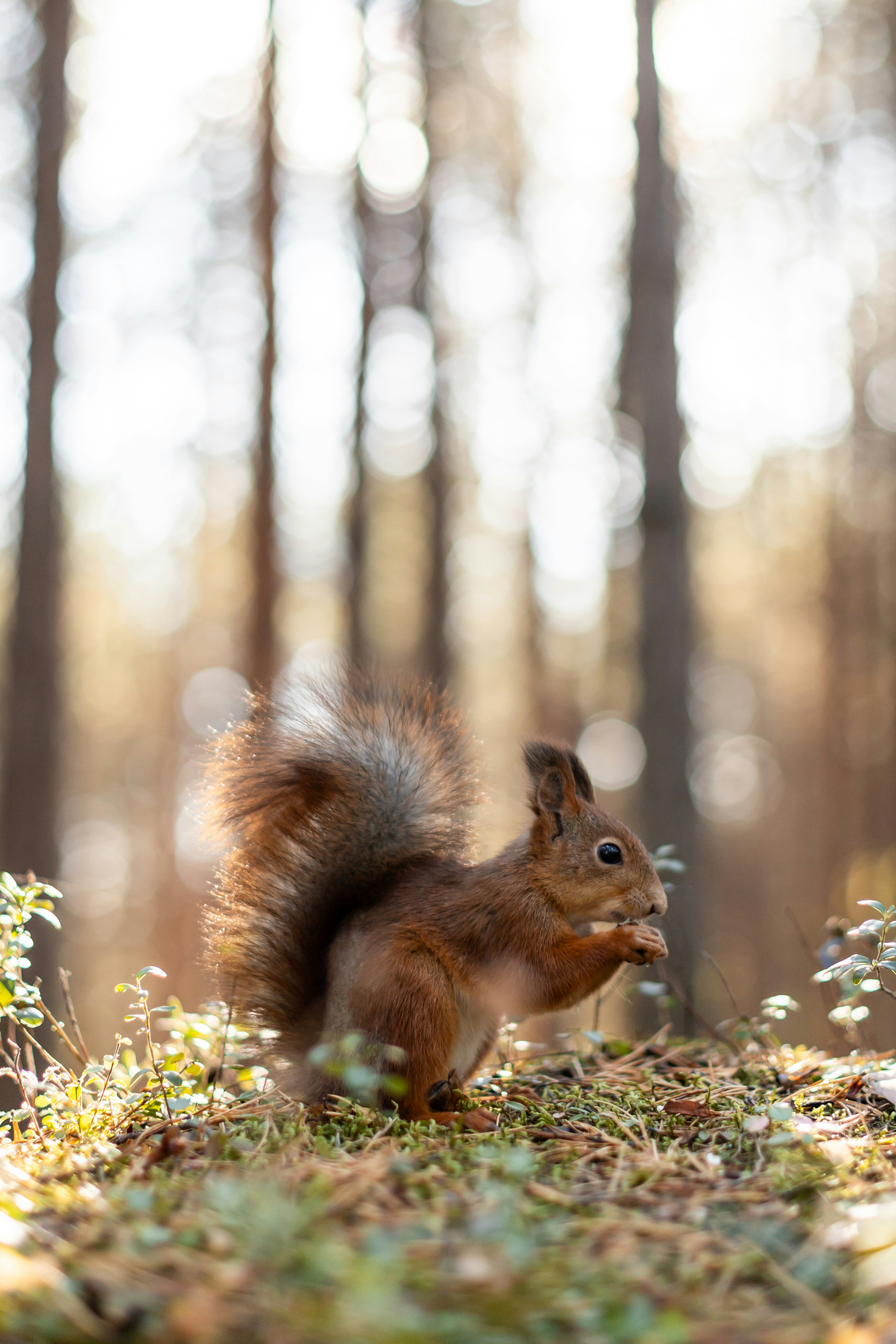 Ein Eichhörnchen steht mitten in einem Wald