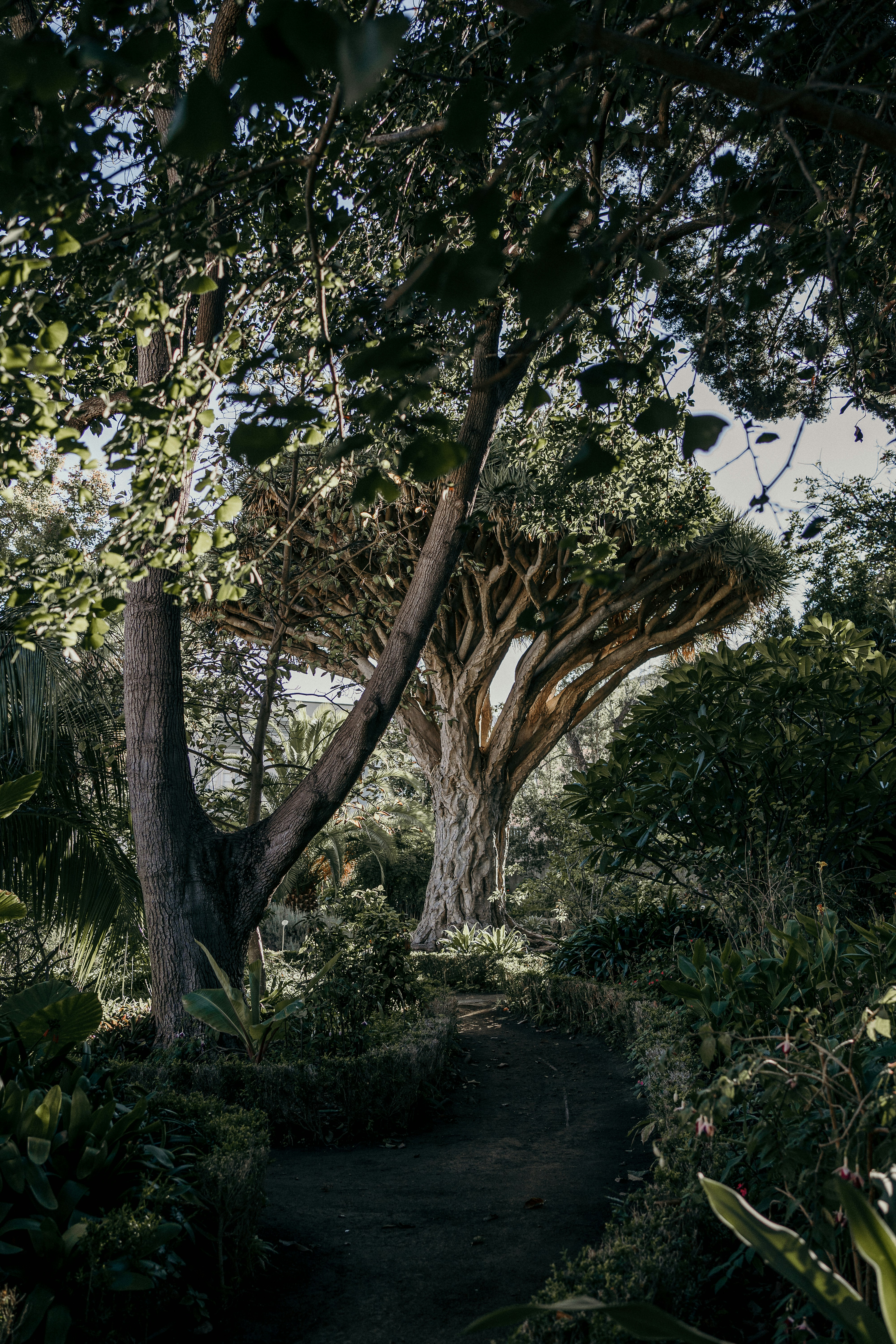 A path in the middle of a lush green forest