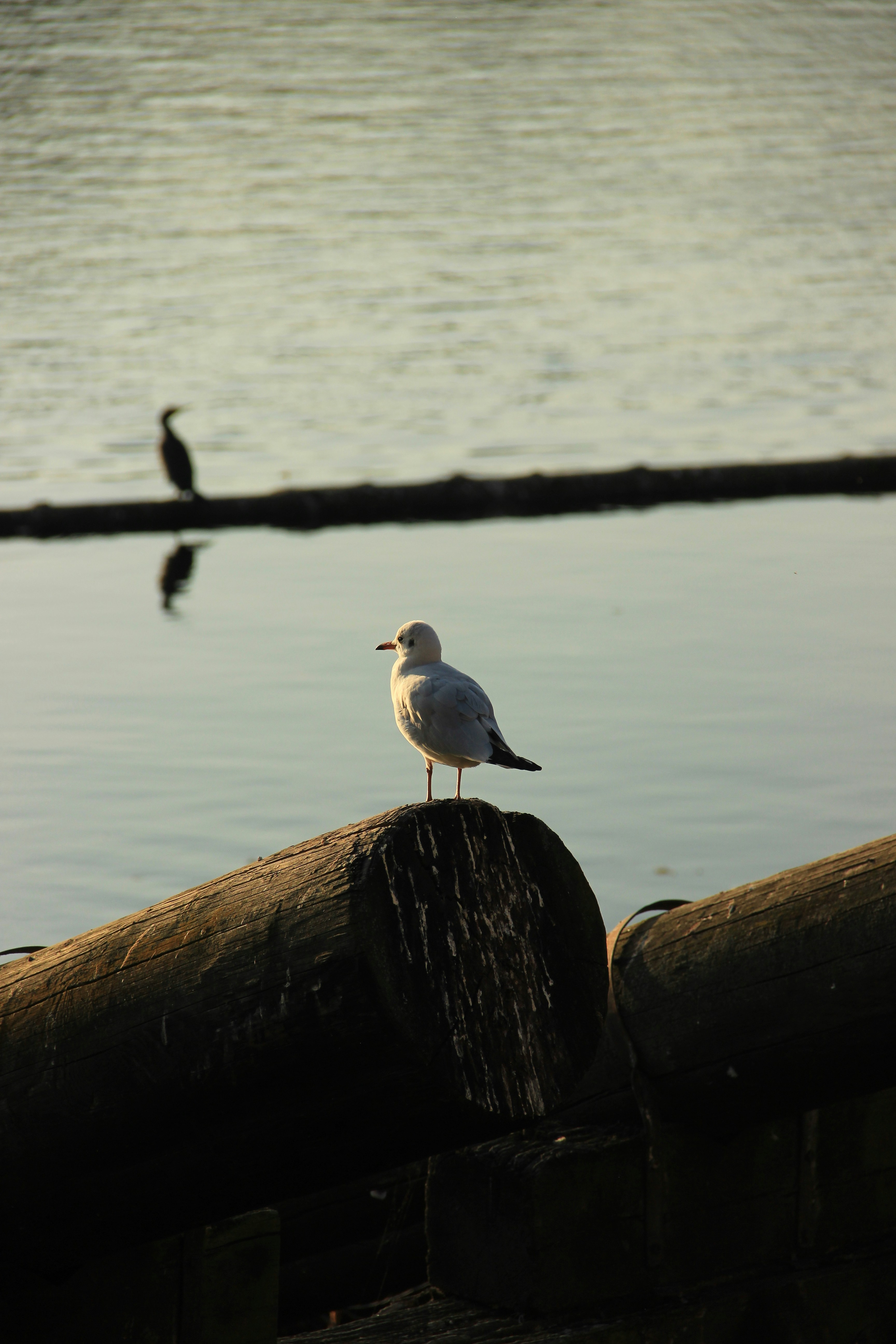 Photo by daniyarorazov