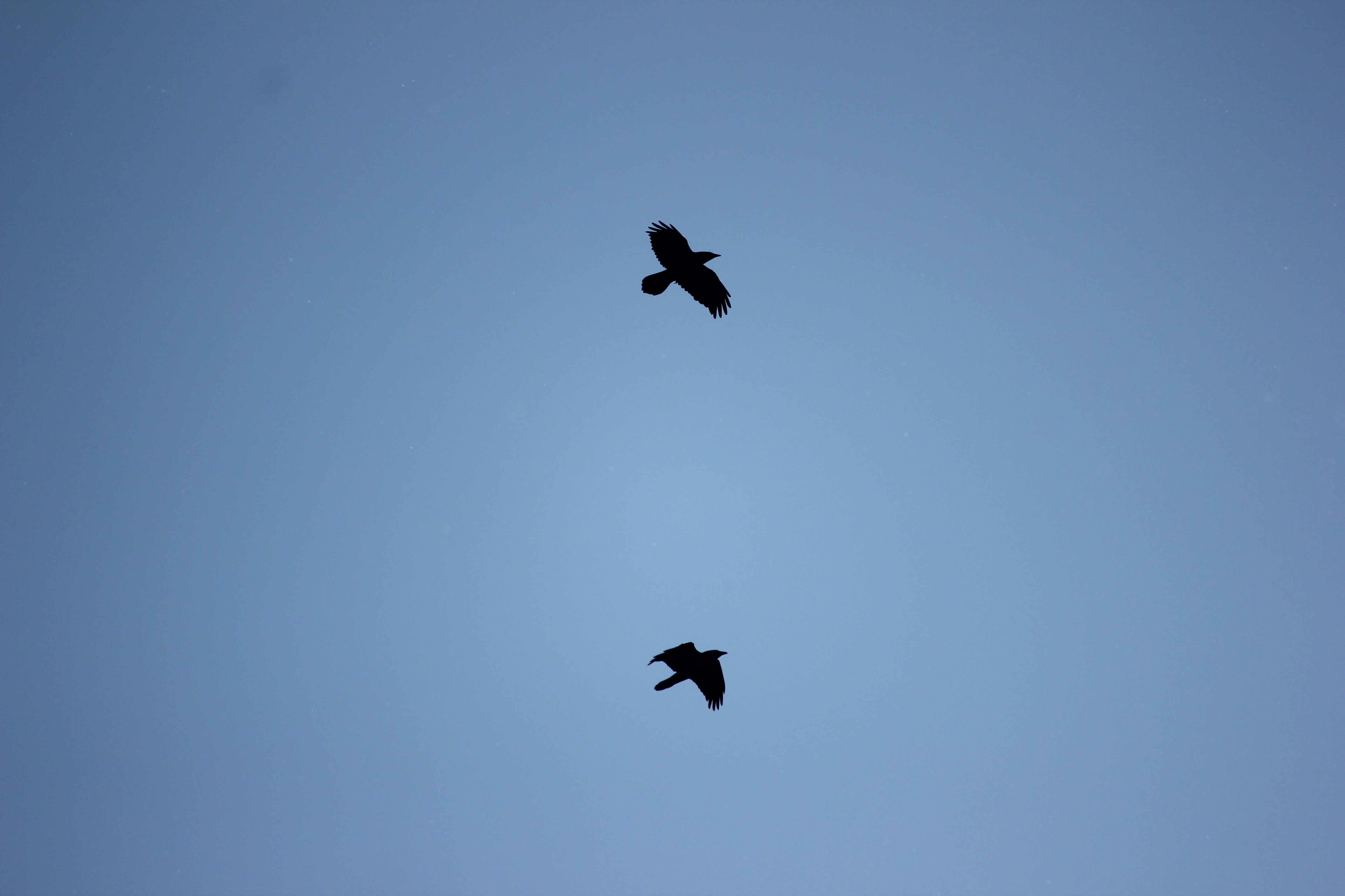 Photo by frolicsomefairy