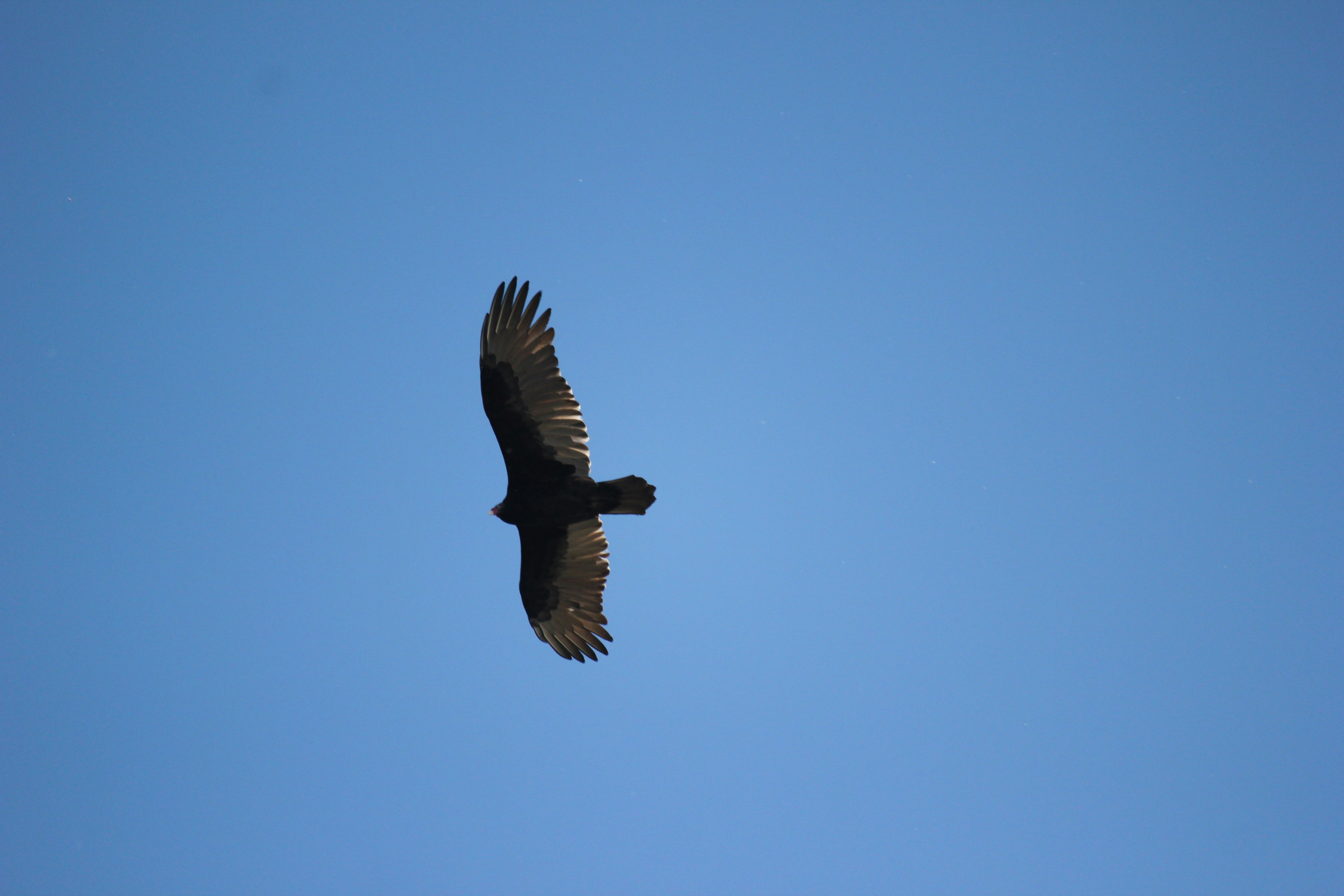 Photo by frolicsomefairy