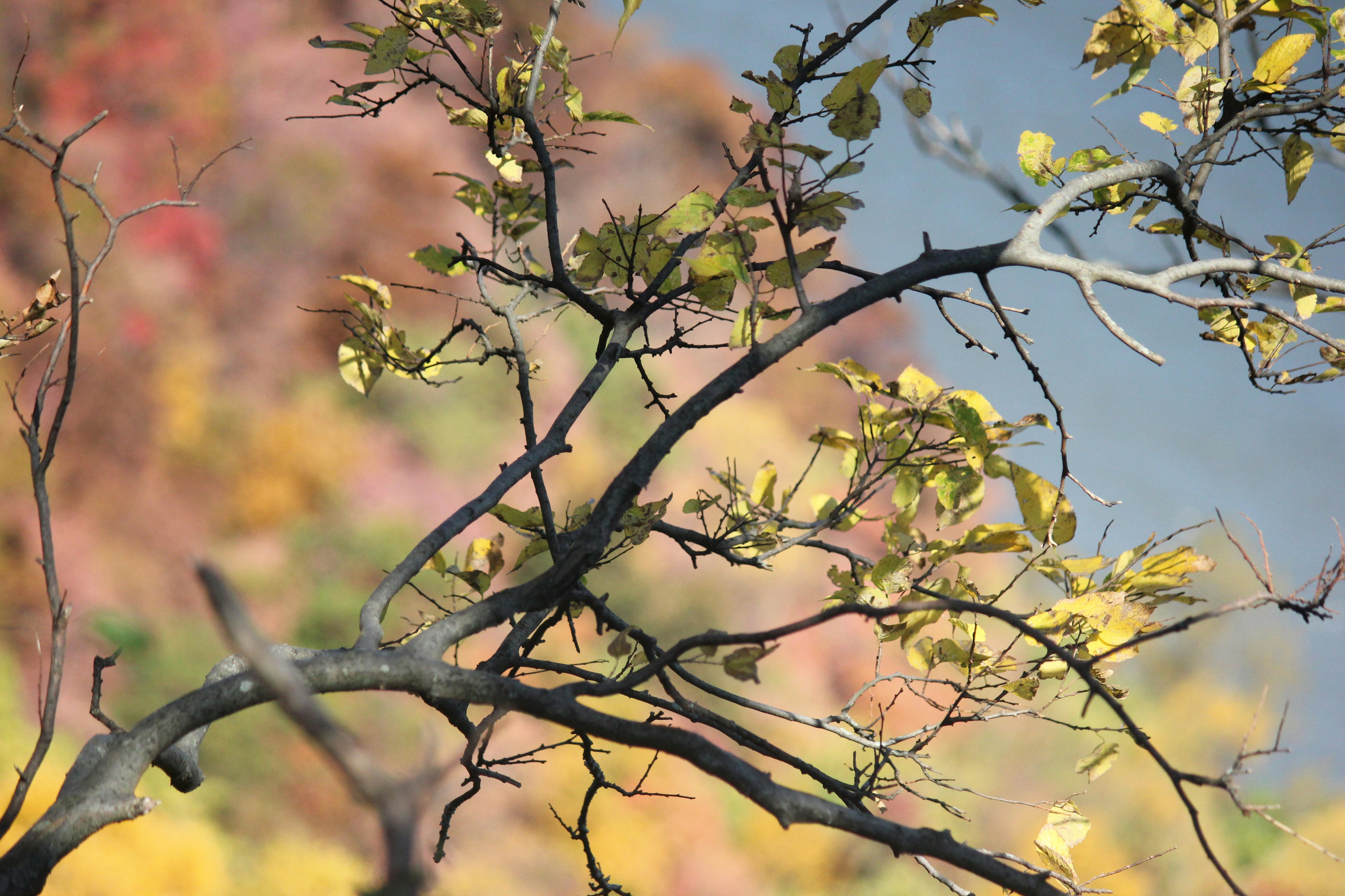 Photo by frolicsomefairy