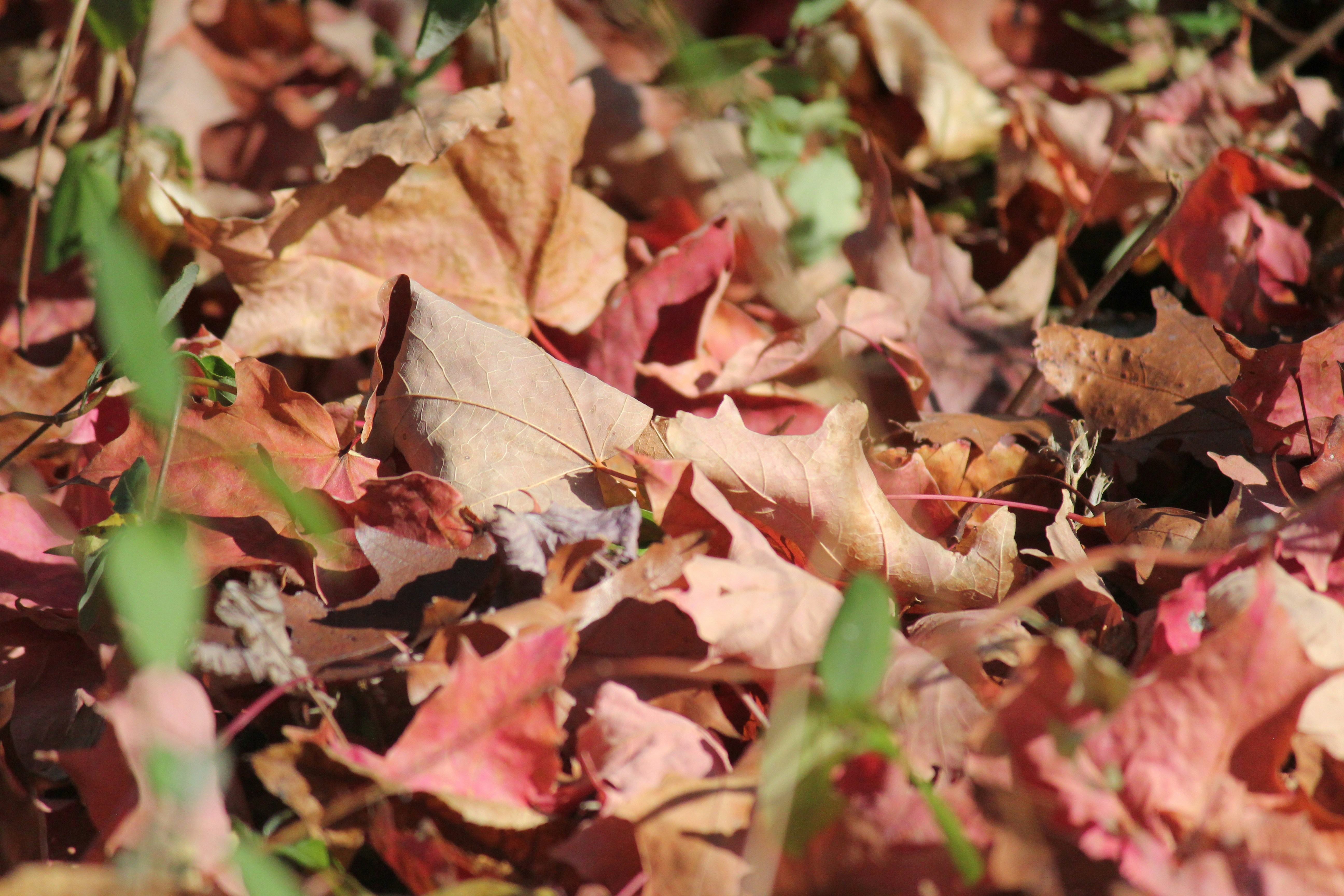 Photo by frolicsomefairy