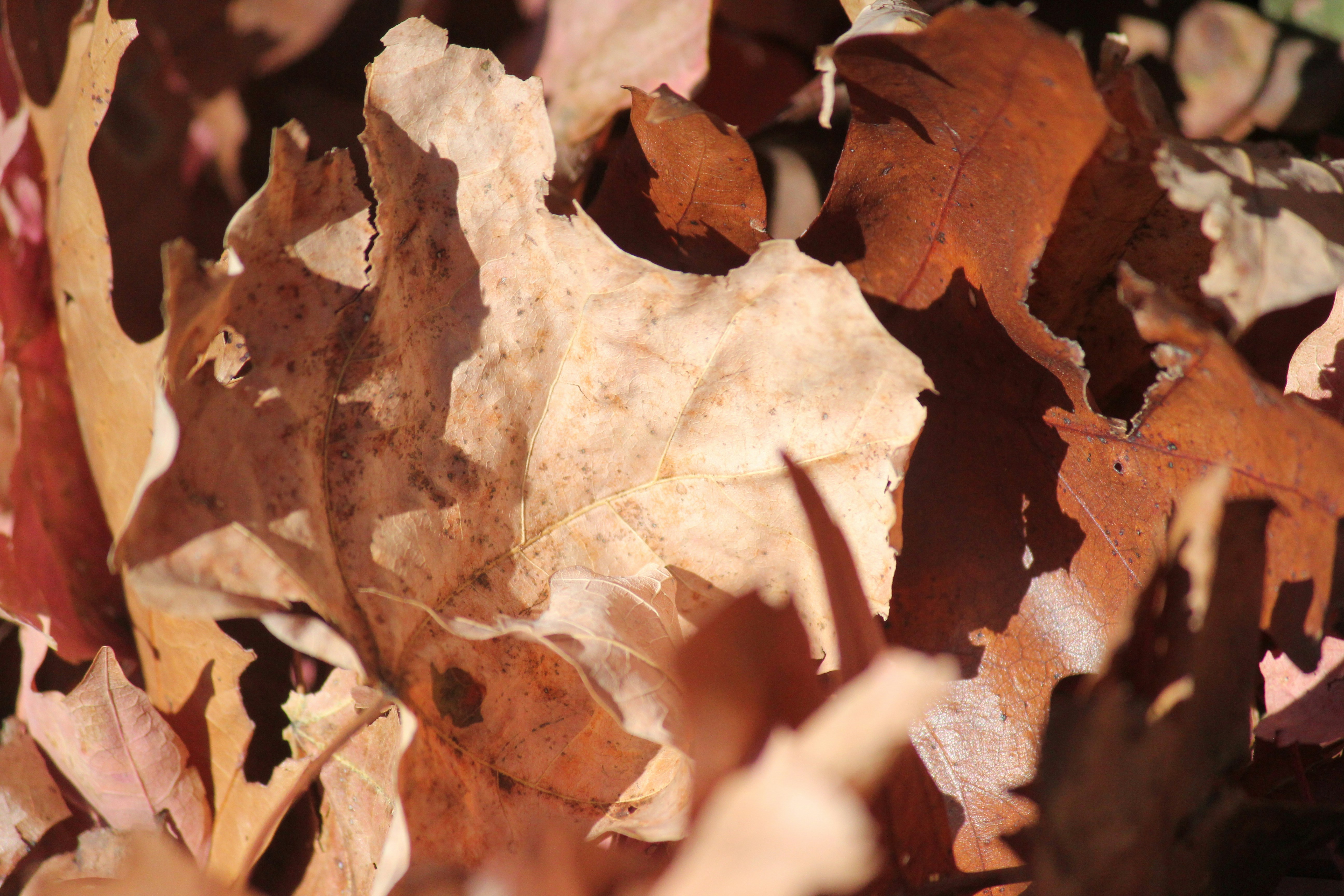 Photo by frolicsomefairy