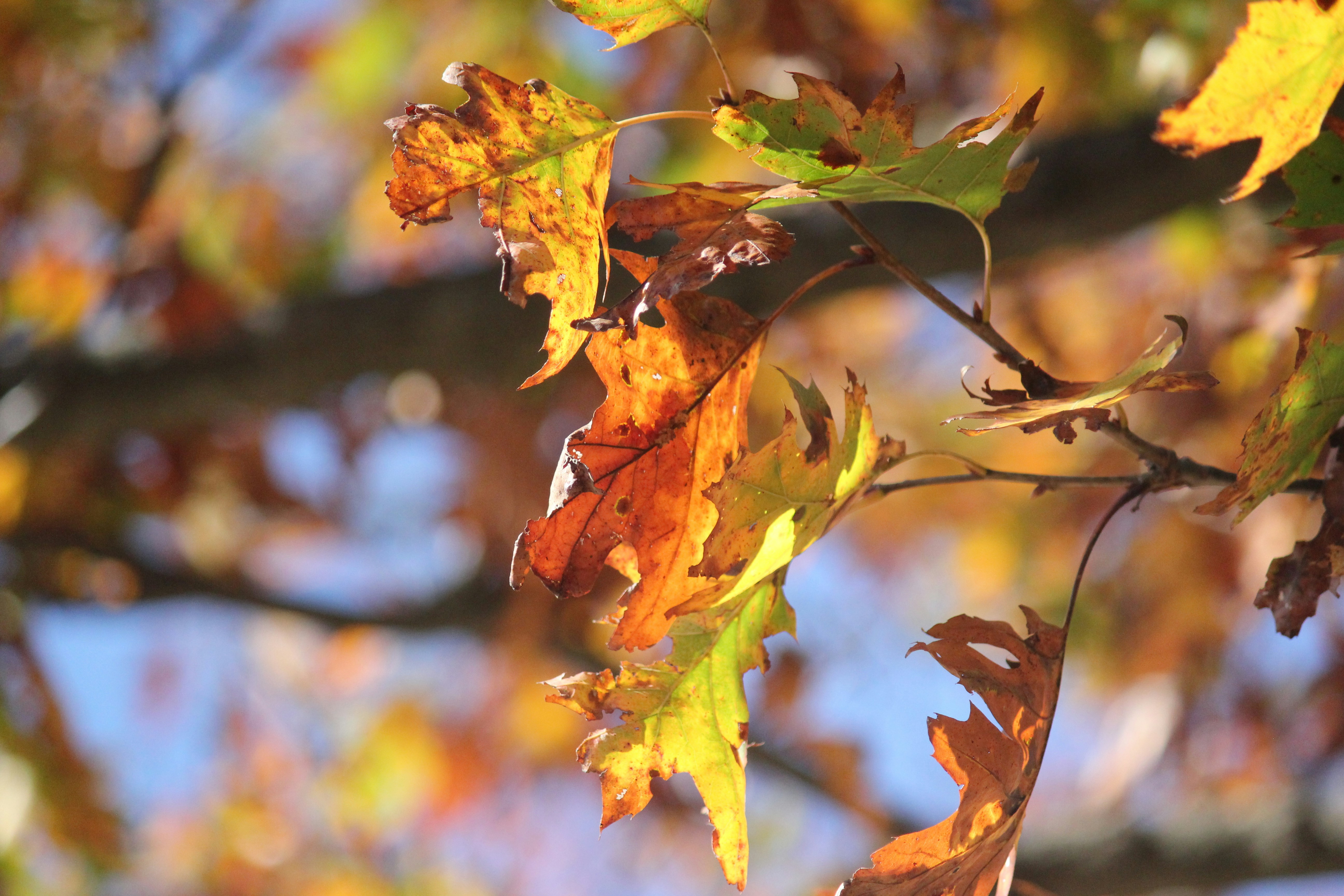 Photo by frolicsomefairy