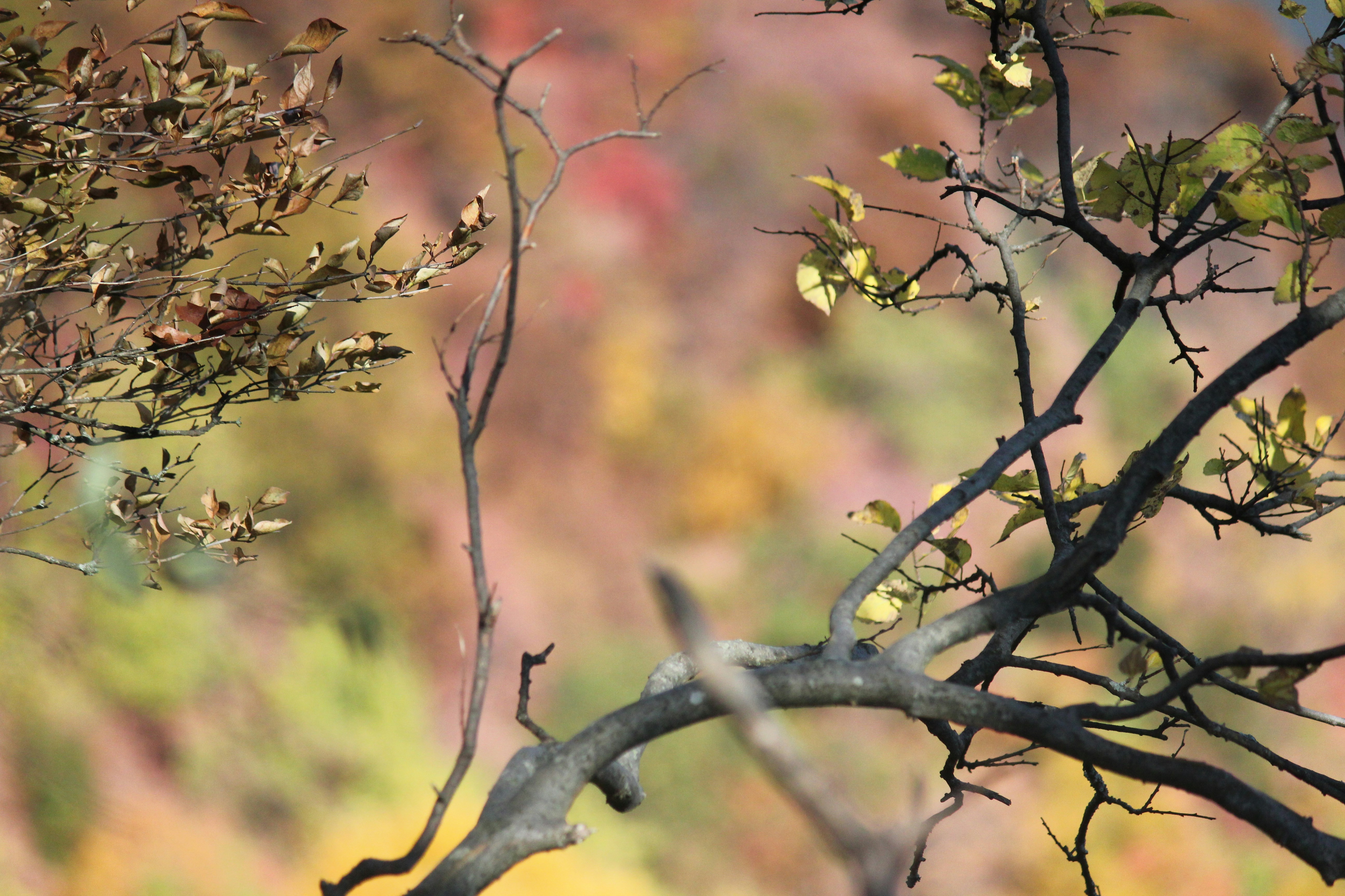 Photo by frolicsomefairy