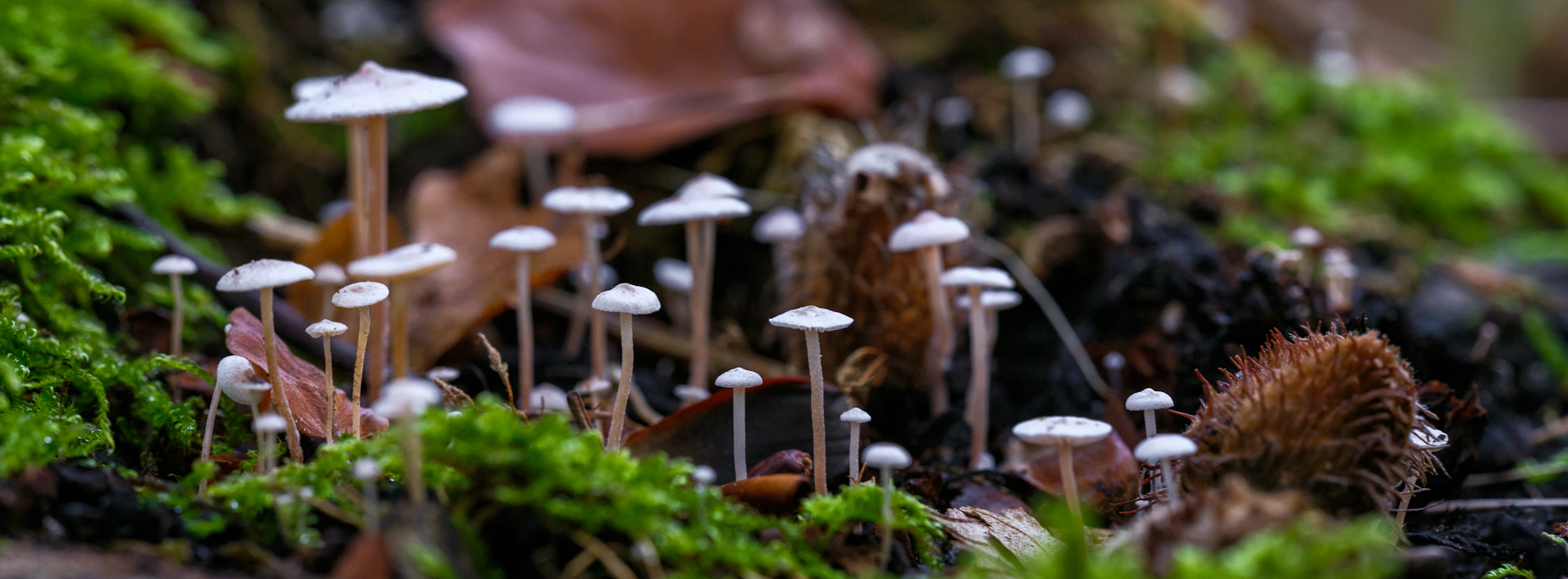 A group of mushrooms growing on a mossy surface